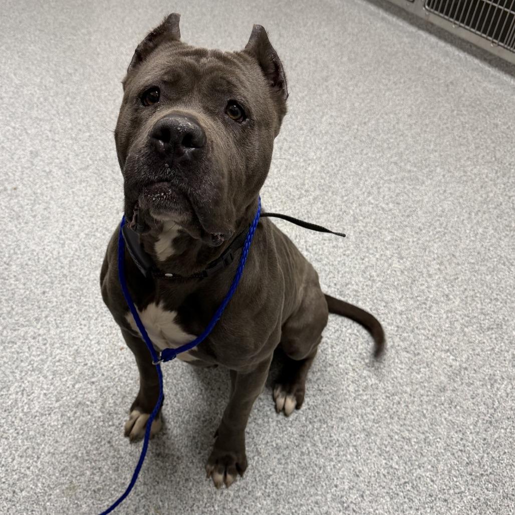 Ginny, a Adoptable Mastiff in Grand Rapids, MI image 3/4