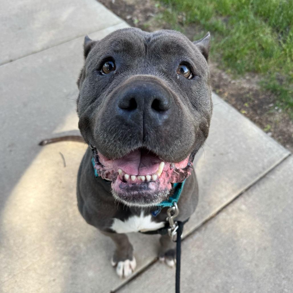 Ginny, a Adoptable Mastiff in Grand Rapids, MI image 4/4