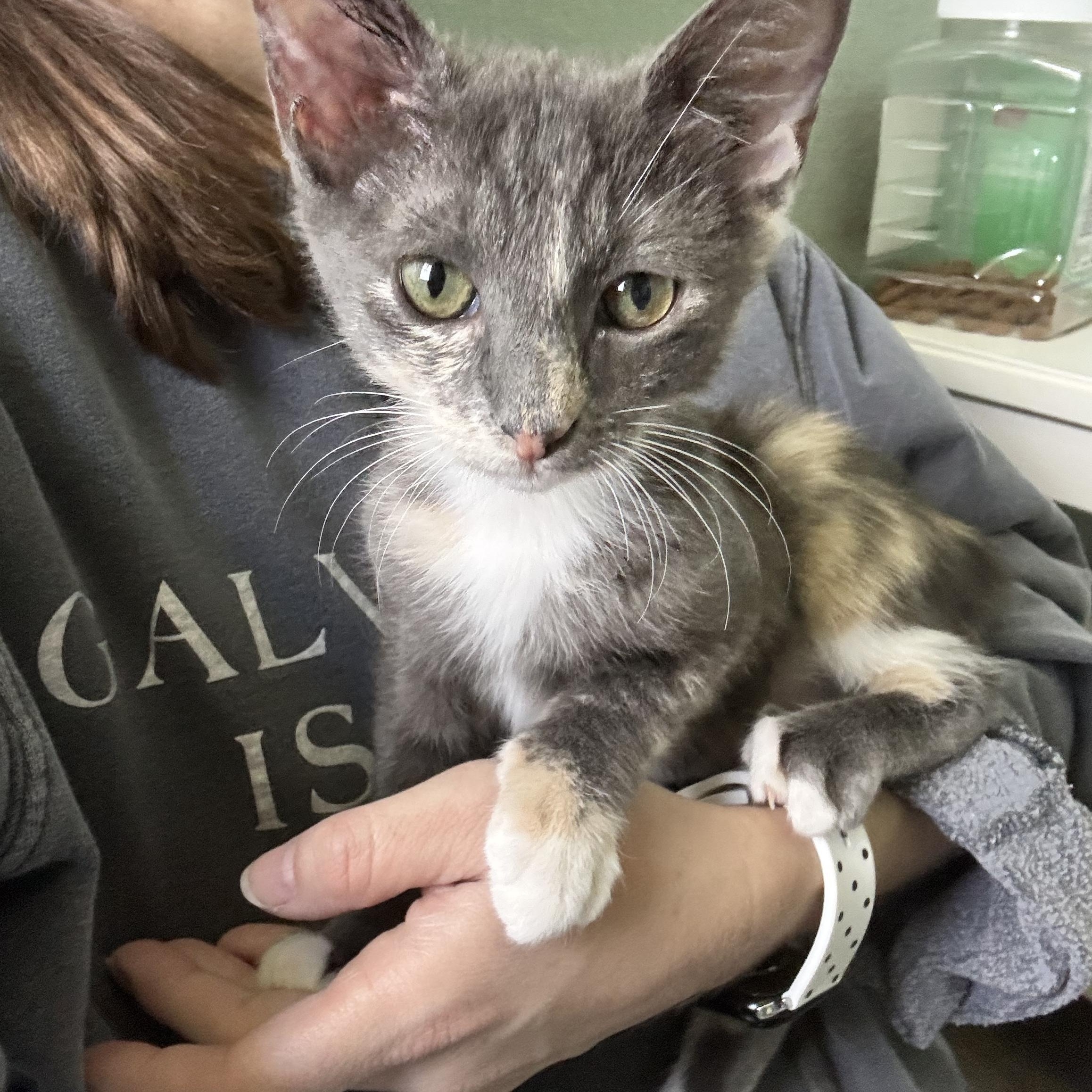 Enlarge FIG - CUDDLIEST DILUTE TORTIE, a Adoptable Domestic Short Hair in Plano, TX image 4/6