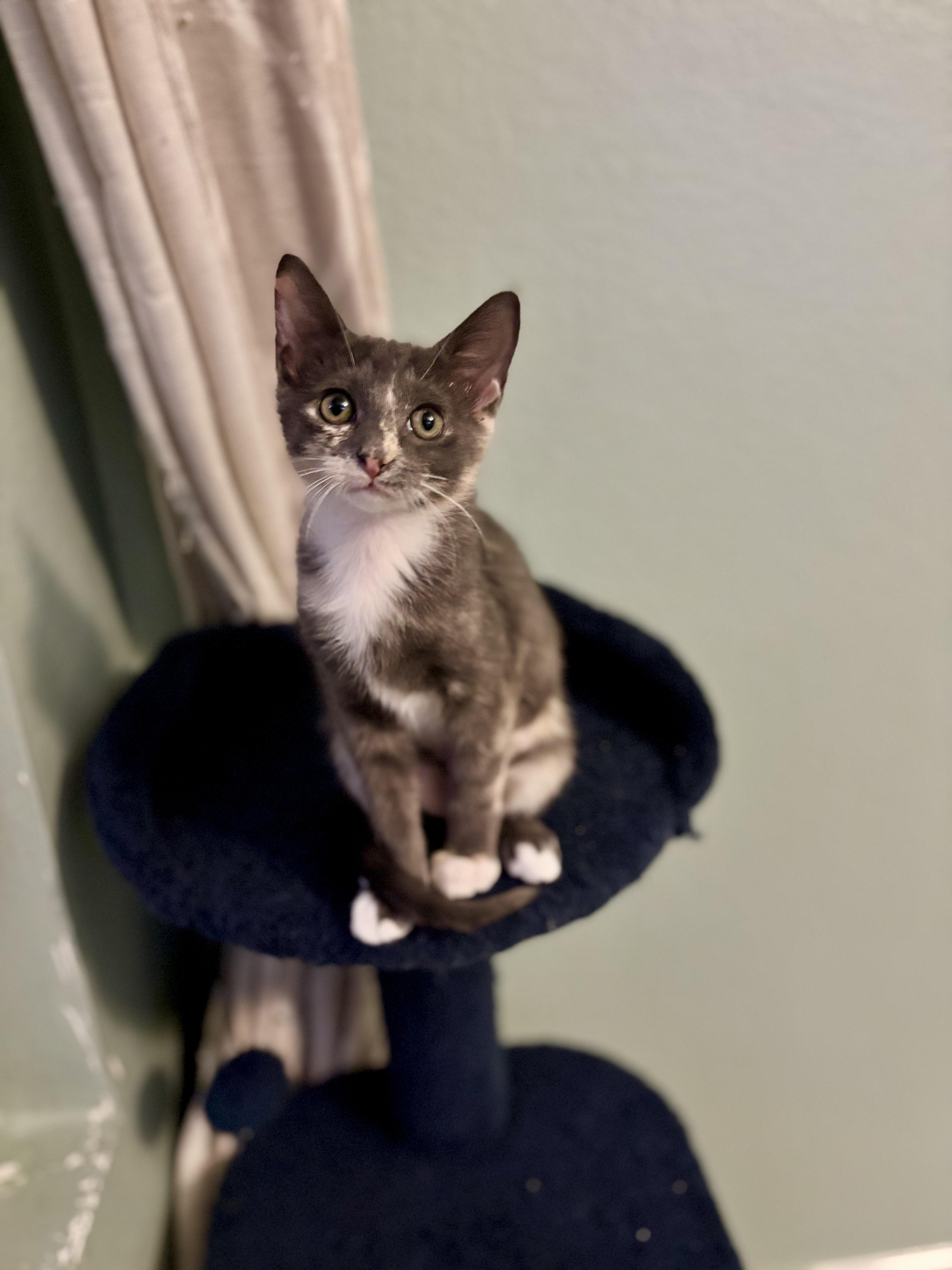 Enlarge FIG - CUDDLIEST DILUTE TORTIE, a Adoptable Domestic Short Hair in Plano, TX image 5/6