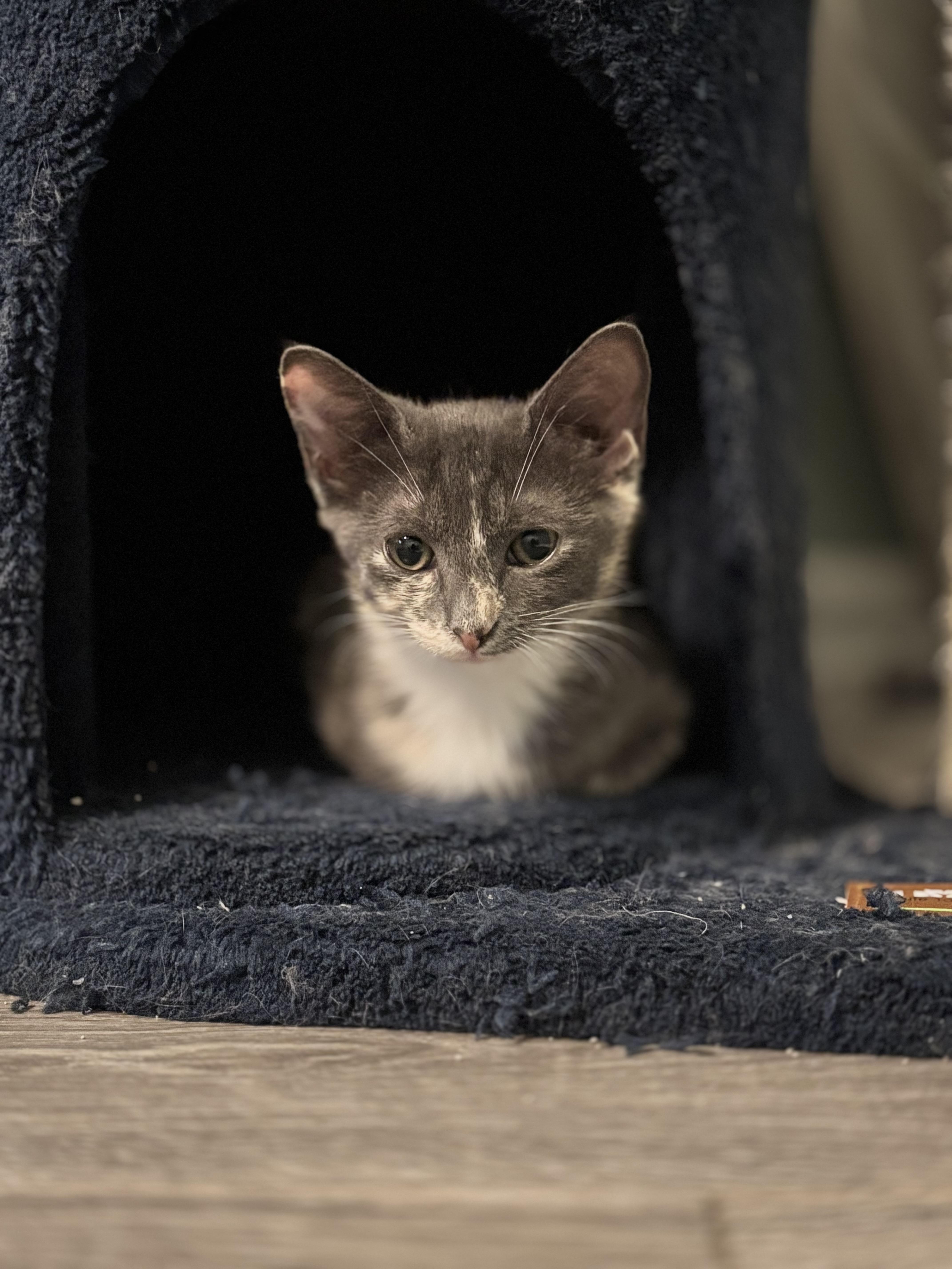 Enlarge FIG - CUDDLIEST DILUTE TORTIE, a Adoptable Domestic Short Hair in Plano, TX image 6/6