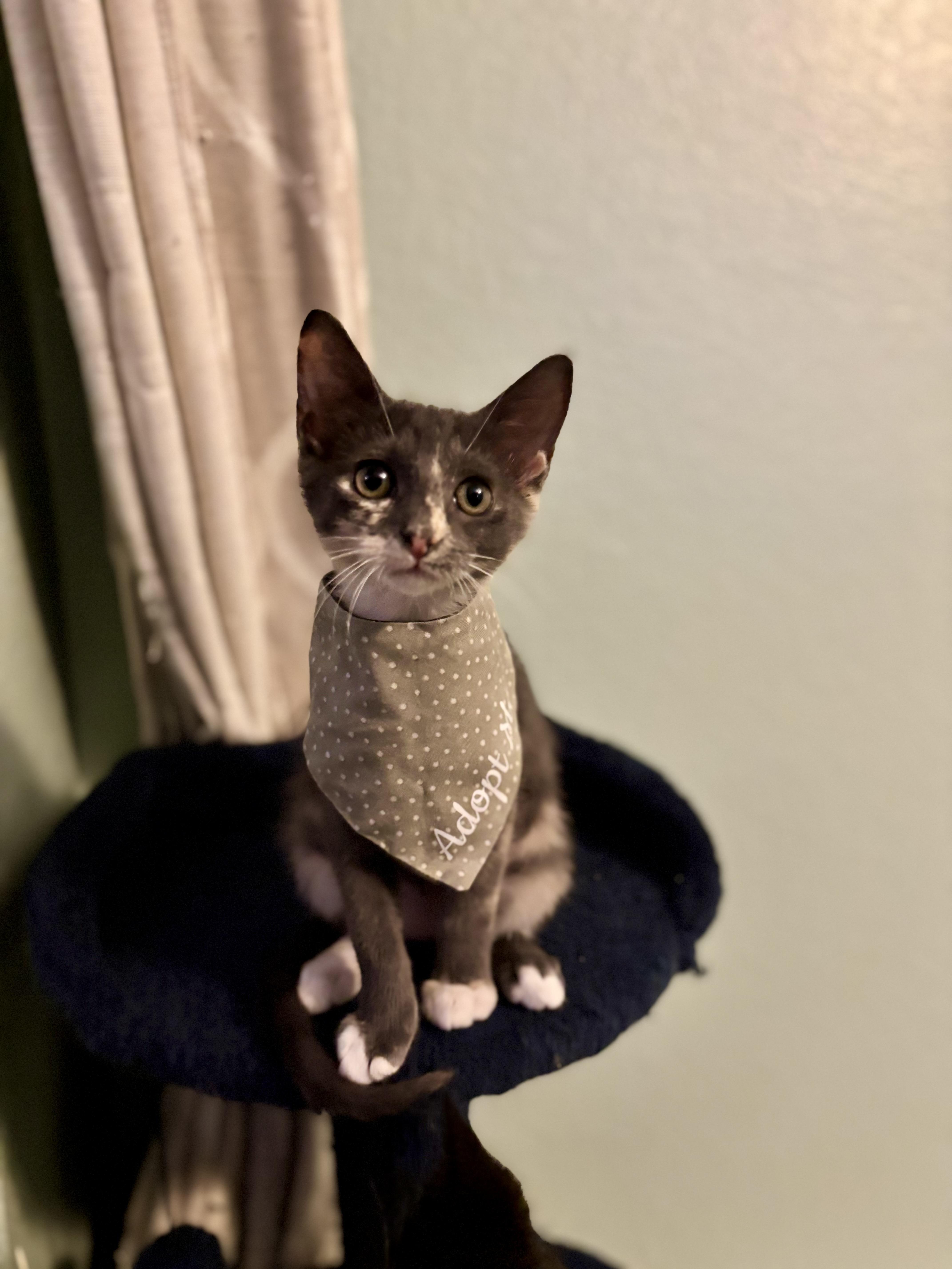 Enlarge FIG - CUDDLIEST DILUTE TORTIE, a Adoptable Domestic Short Hair in Plano, TX image 2/6