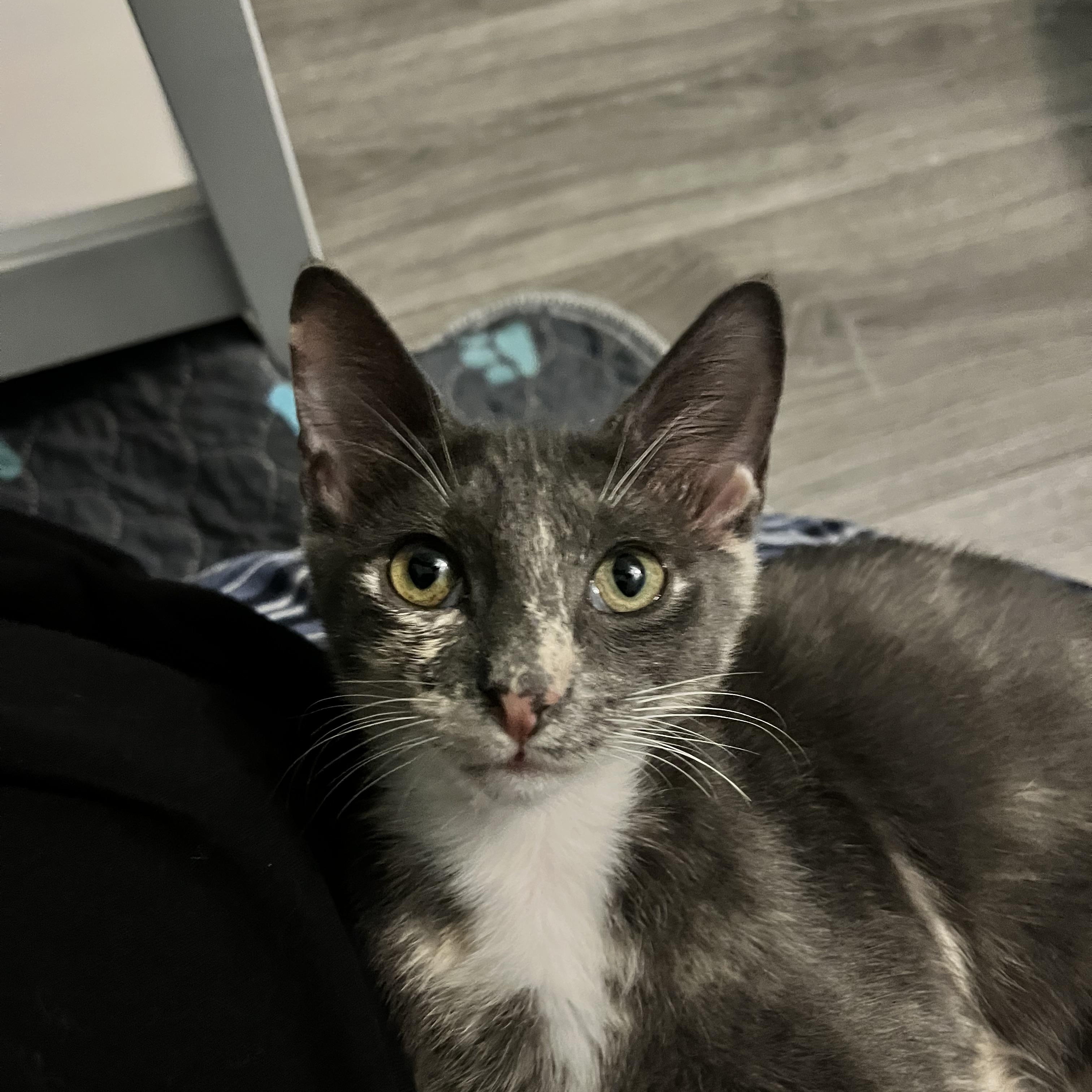 FIG - CUDDLIEST DILUTE TORTIE, Adoptable, Young Female Domestic Short Hair.