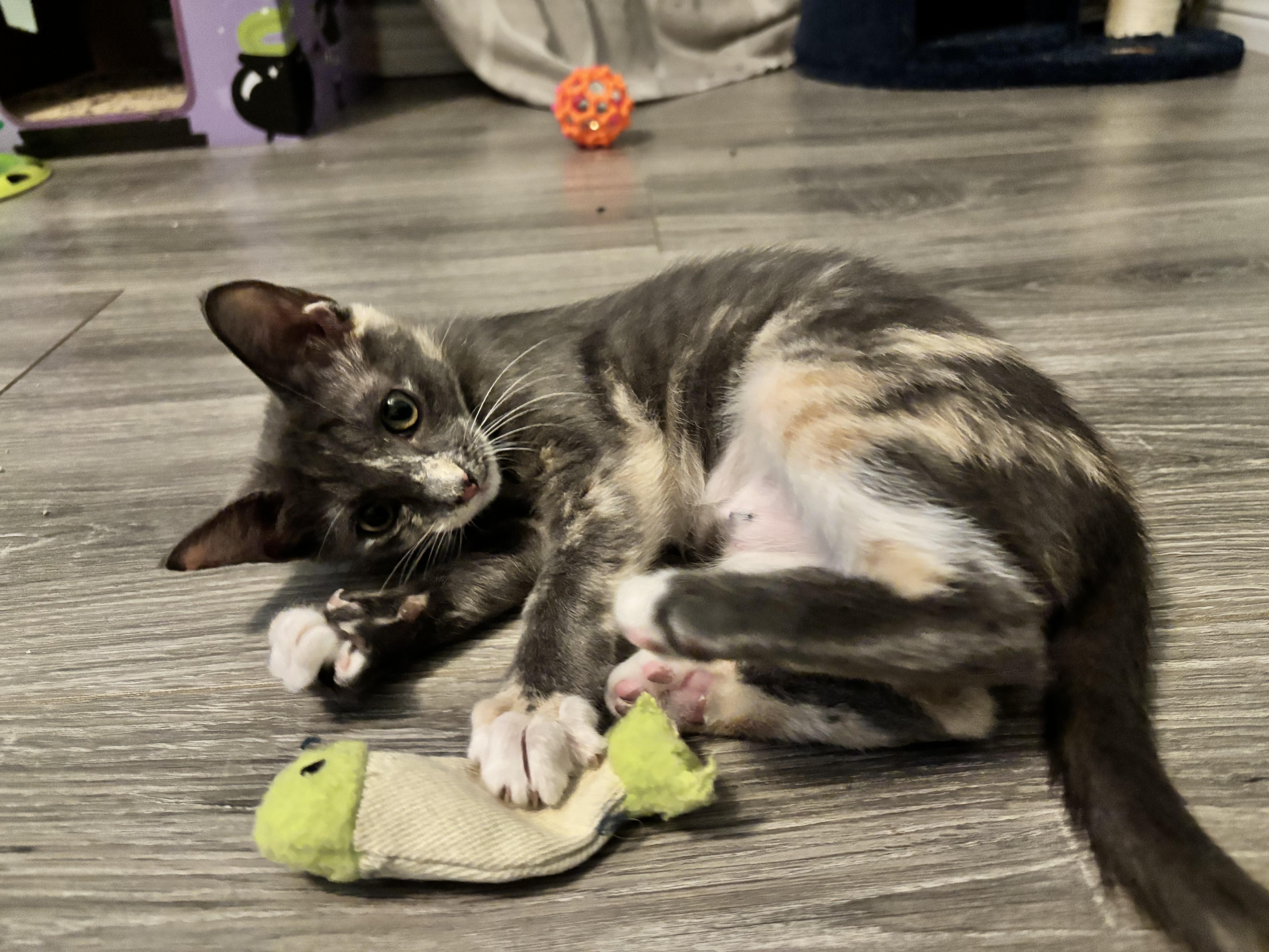 Enlarge FIG - CUDDLIEST DILUTE TORTIE, a Adoptable Domestic Short Hair in Plano, TX image 3/6