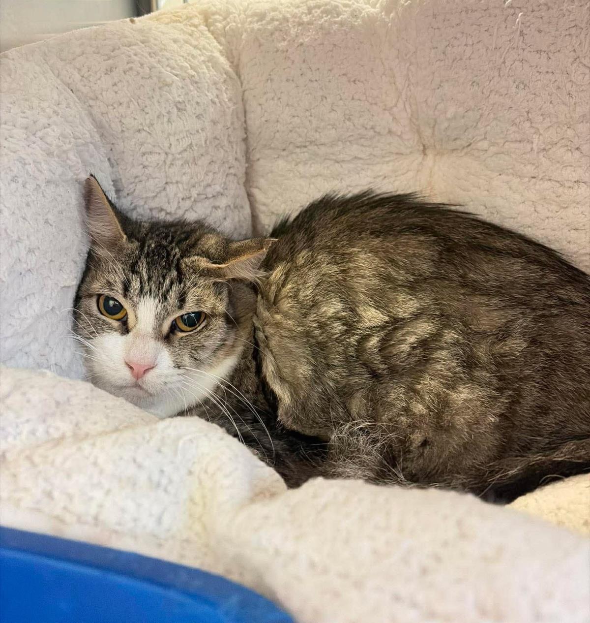 Enlarge Sonoma, a Adoptable Domestic Medium Hair in Rockwall, TX image 1/3