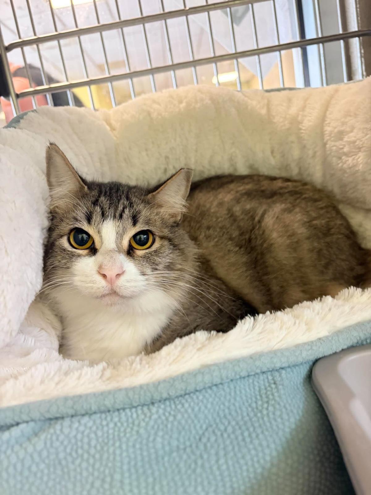 Enlarge Sonoma, a Adoptable Domestic Medium Hair in Rockwall, TX image 2/3