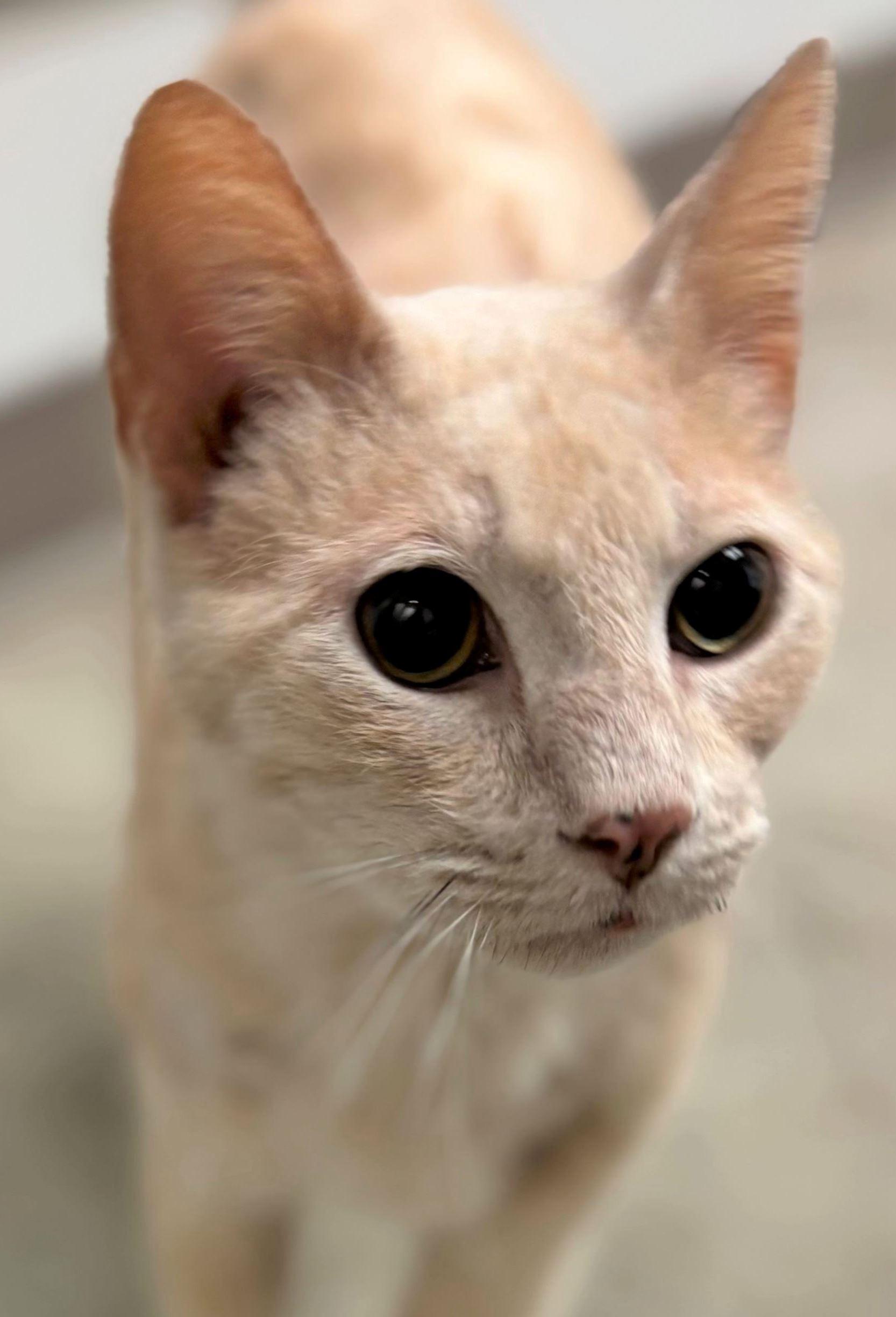 Enlarge Fuddy Duddy, an adopted Domestic Short Hair in Iowa City, IA image 1/1