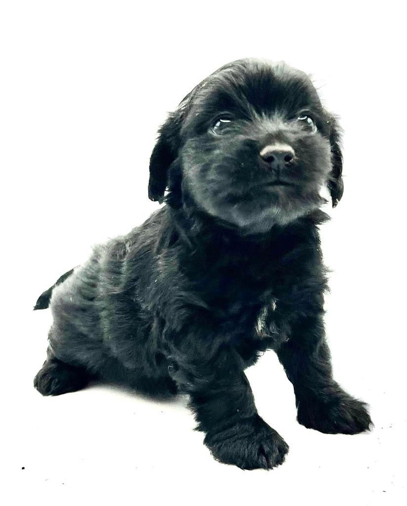 Mambacita, Adopted, Adult Female Havanese & Terrier.