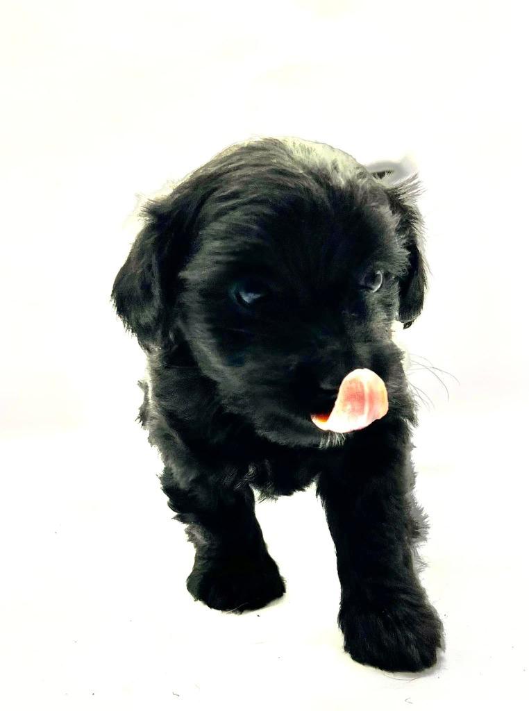 Mambacita, a Adopted mixed breed in Manhattan Beach, CA image 2/2