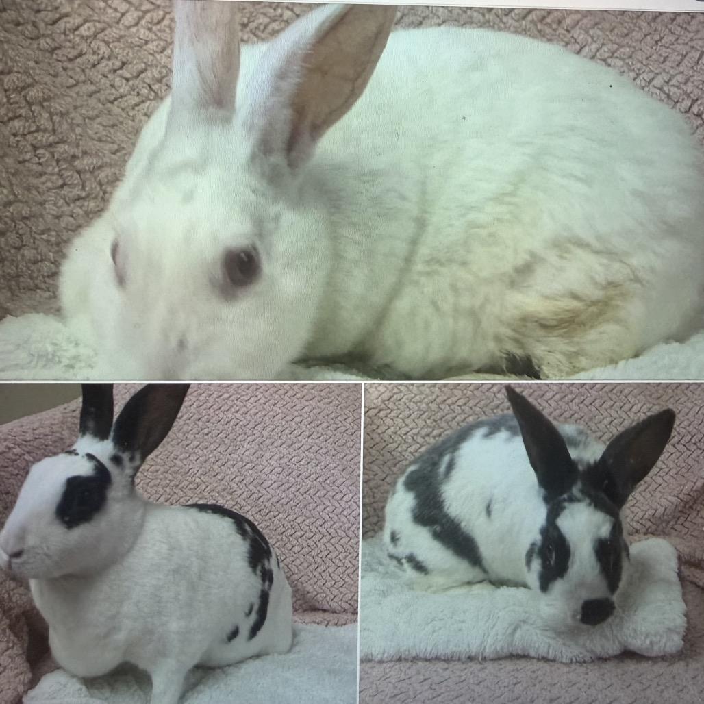 Enlarge Amber, a Adoptable Bunny Rabbit in Gansevoort, NY image 1/1
