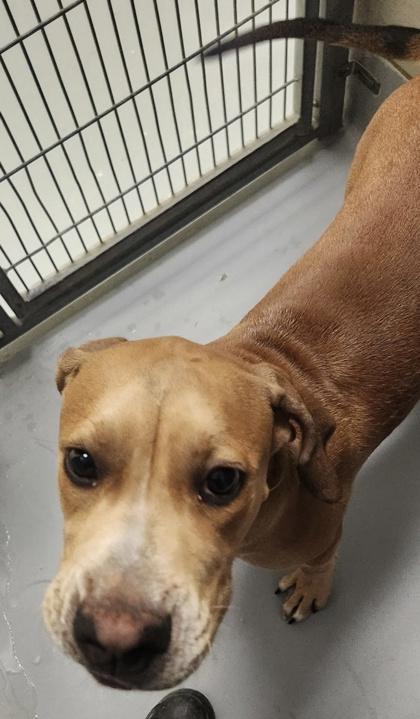 Enlarge Chestnut, a Adoptable mixed breed in Irving, TX image 1/1