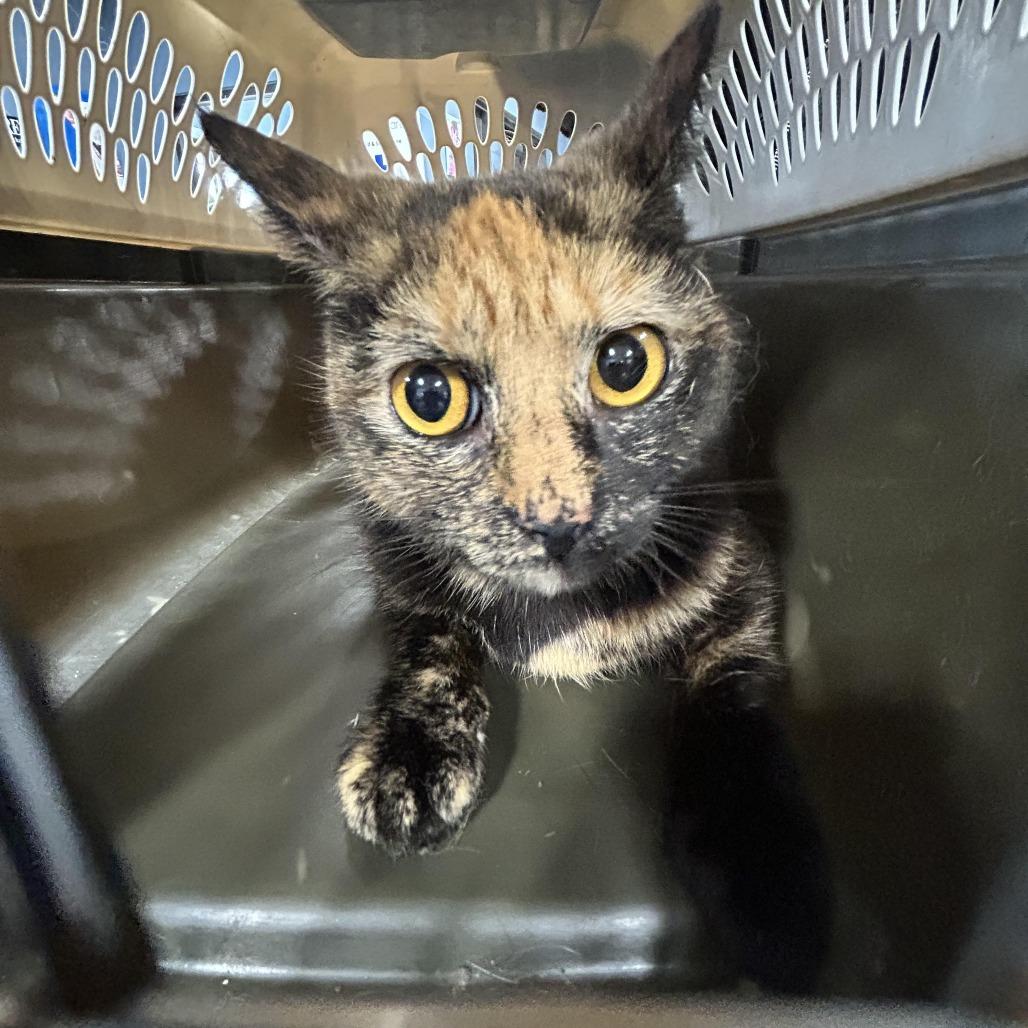 Pudding, Adoptable, Young Female Domestic Short Hair.