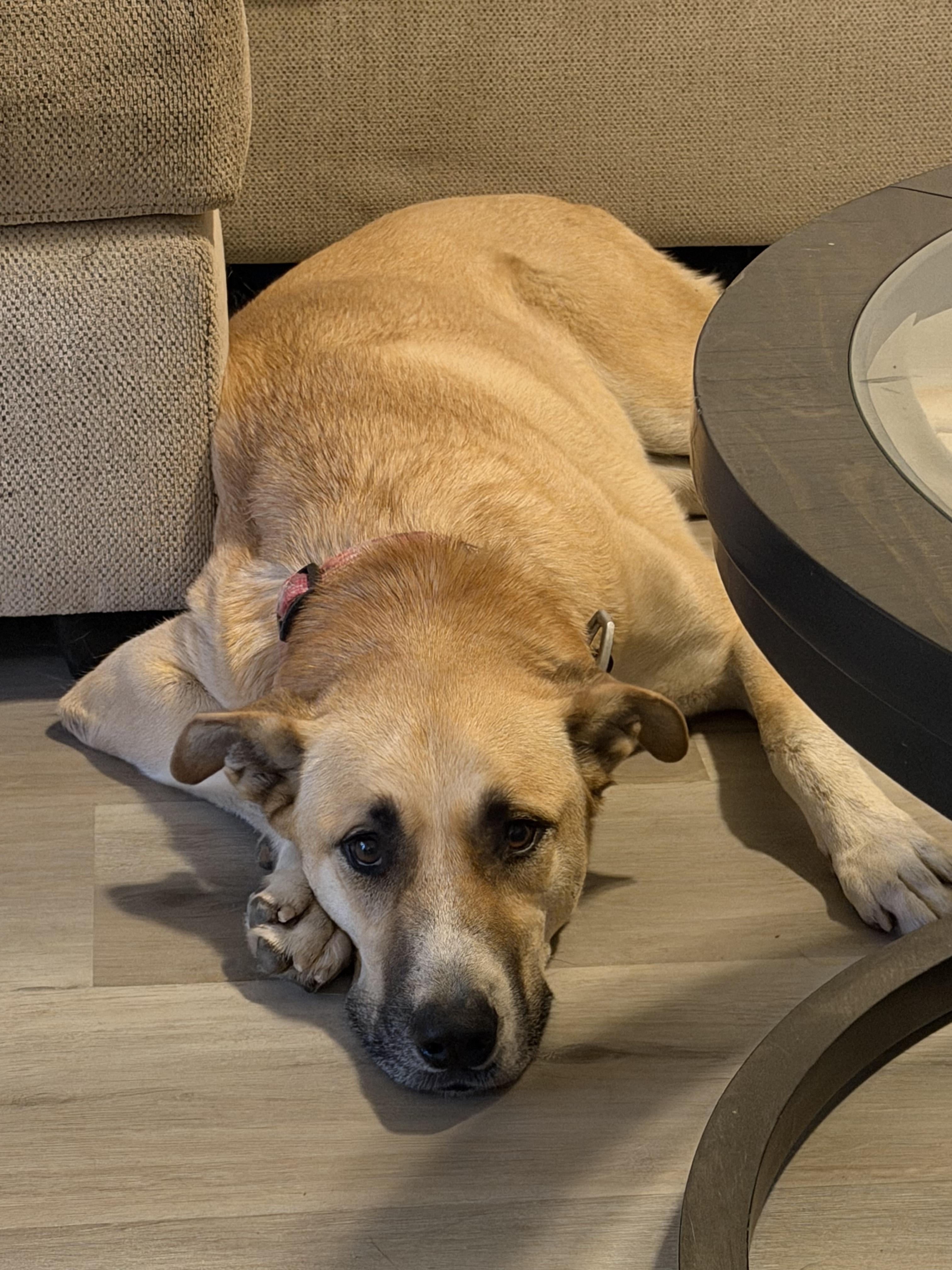 Enlarge Brandy - a gentle giant who checks all the boxes, a Adoptable Turkish Kangal in Weston, MA image 4/6