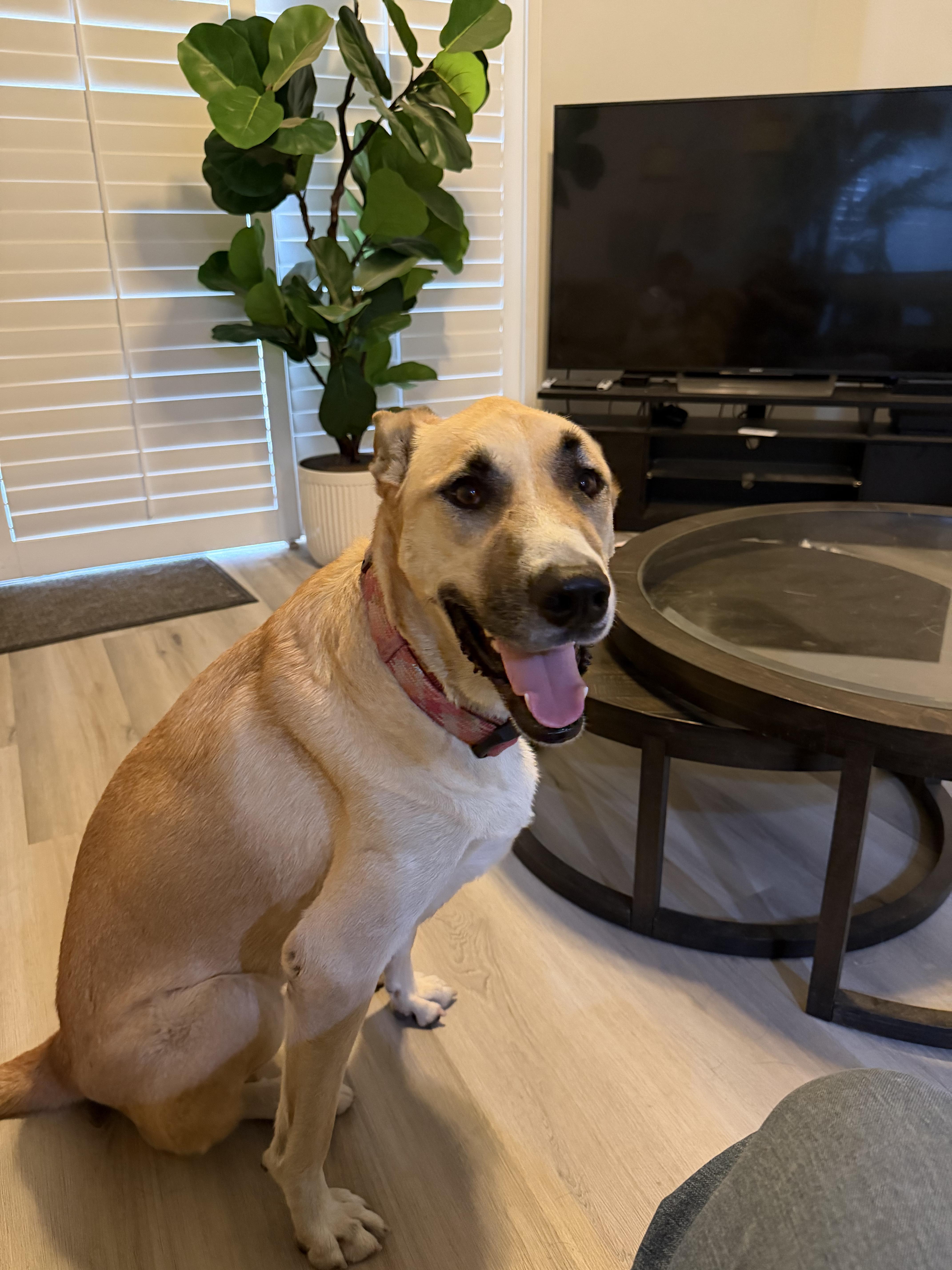 Brandy - a gentle giant who checks all the boxes, Adoptable, Adult Female Turkish Kangal.