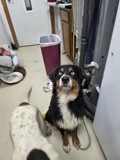Carly, Adopted, Adult Female Australian Shepherd.