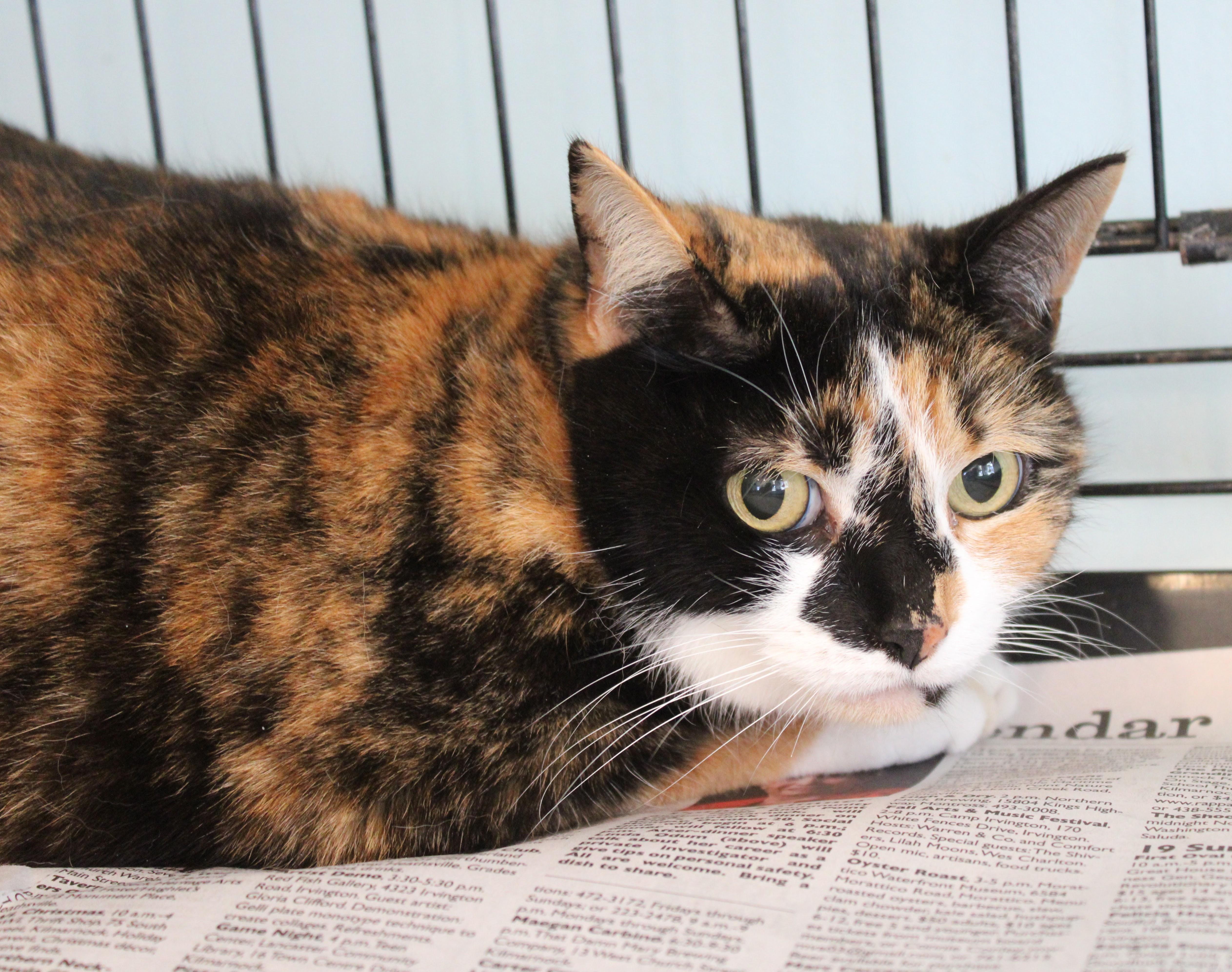 Enlarge Coffee, a Adoptable Domestic Short Hair in Heathsville, VA image 1/1