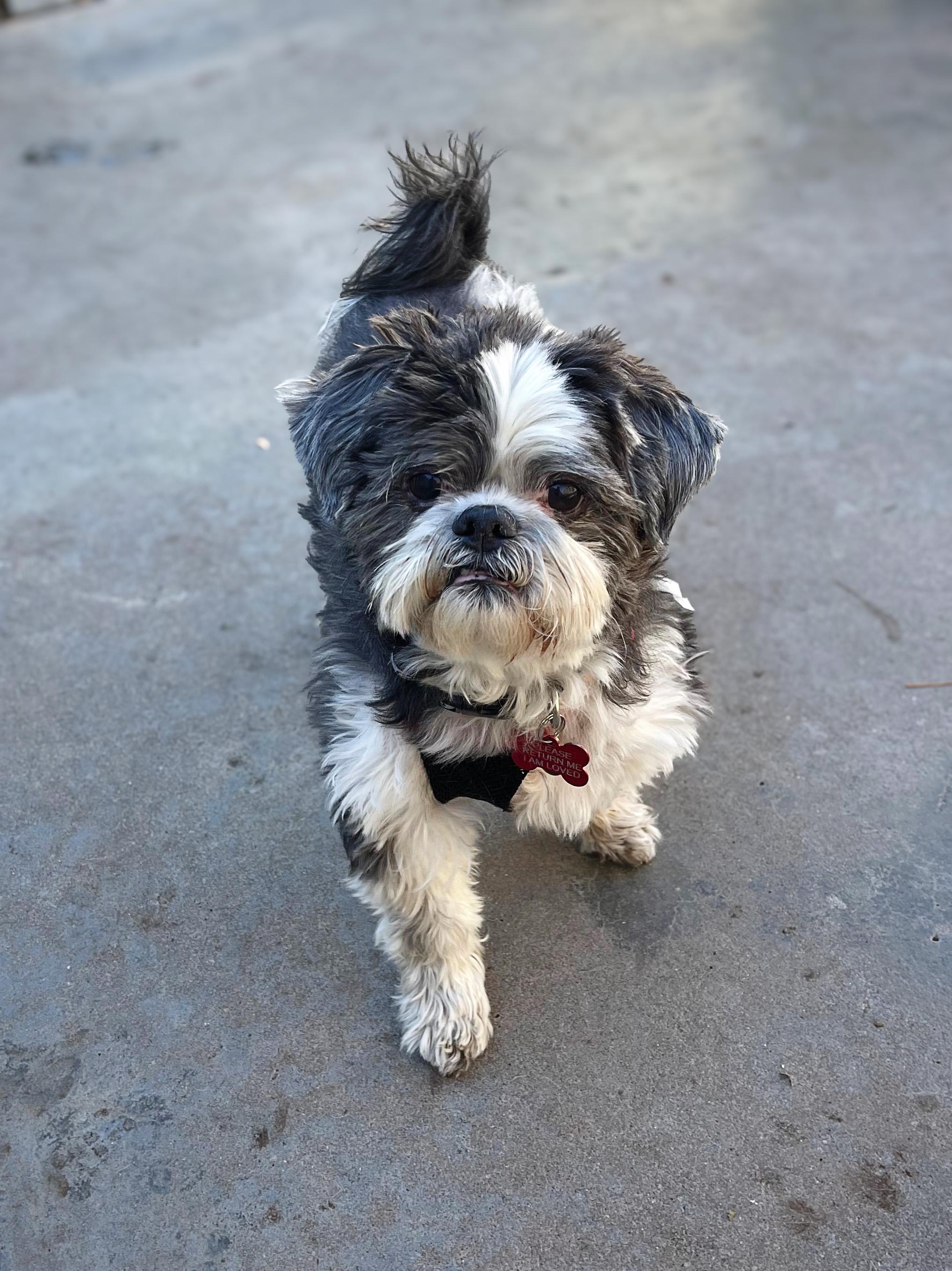 Enlarge Baby, a ADOPTABLE mixed breed in Albuquerque, NM image 1/1