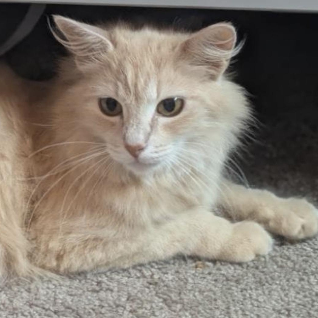 Enlarge Phoebe, a Adoptable Domestic Long Hair in Philadelphia, PA image 1/4