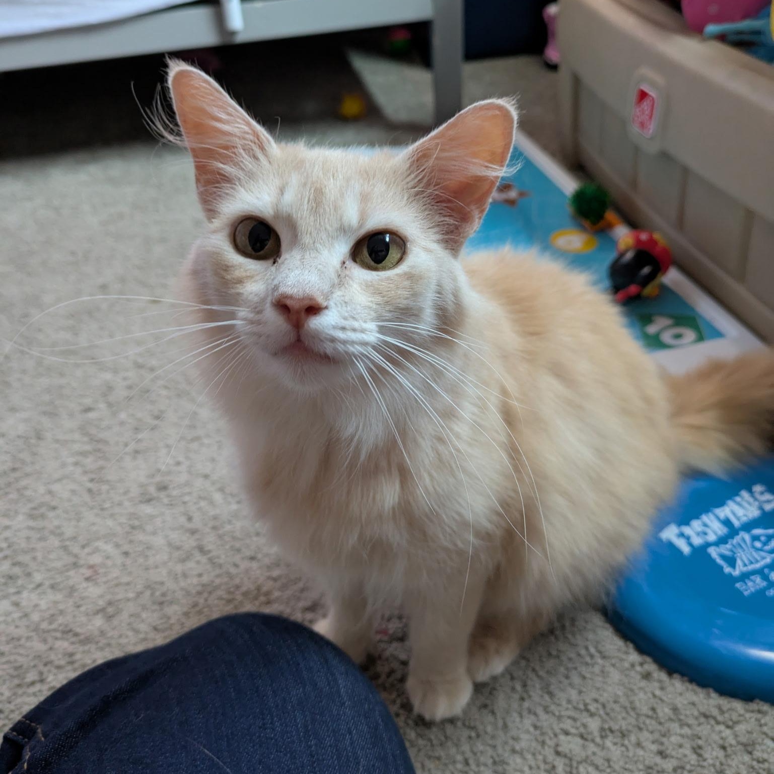 Enlarge Phoebe, a Adoptable Domestic Long Hair in Philadelphia, PA image 2/4