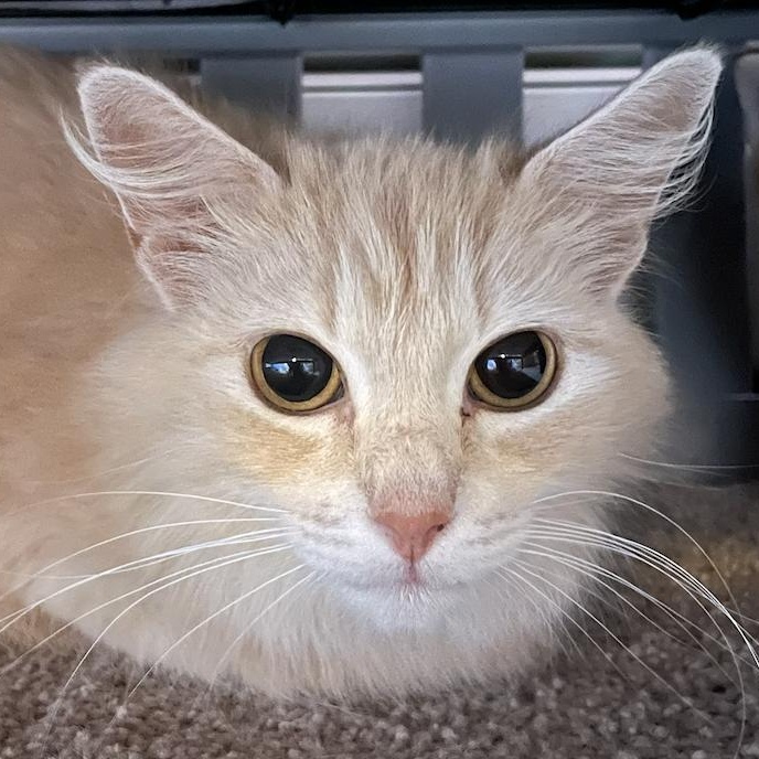 Enlarge Phoebe, a Adoptable Domestic Long Hair in Philadelphia, PA image 3/4