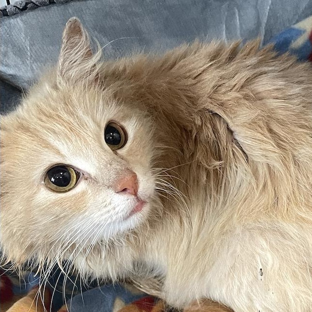 Enlarge Phoebe, a Adoptable Domestic Long Hair in Philadelphia, PA image 4/4