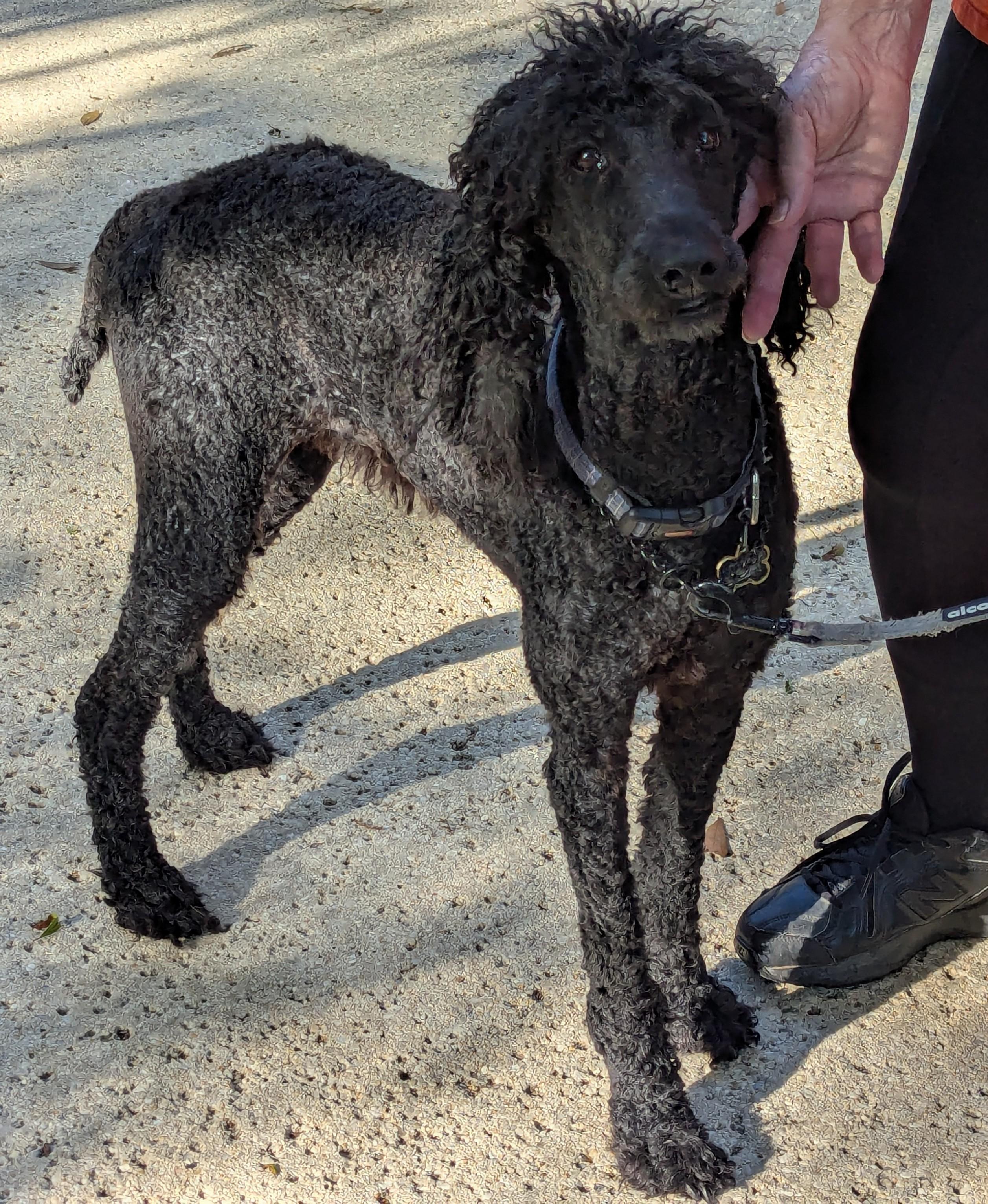 Enlarge Stormy, a ADOPTABLE Standard Poodle in Pensacola, FL image 2/3