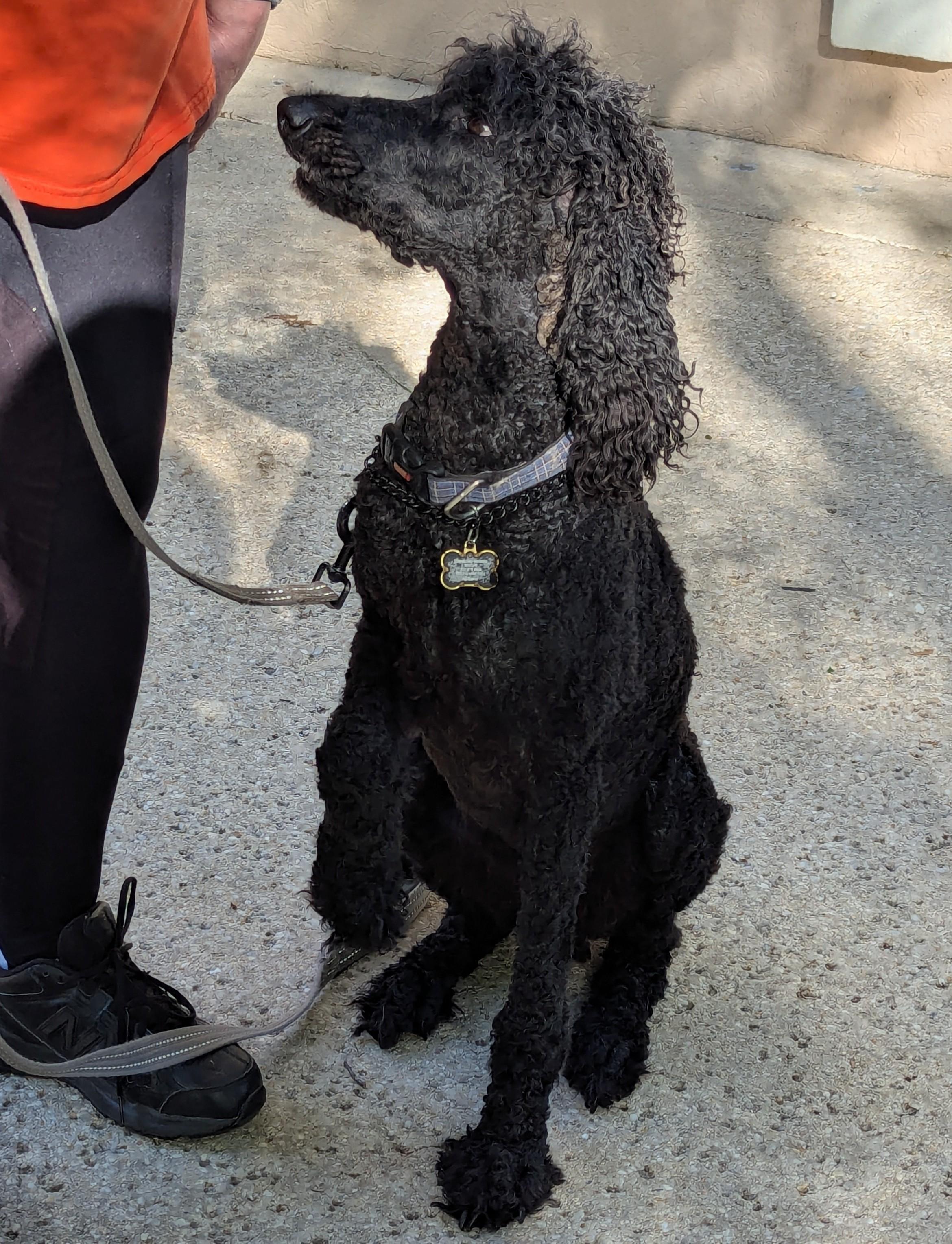 Stormy, adopted, Adult Female Standard Poodle.