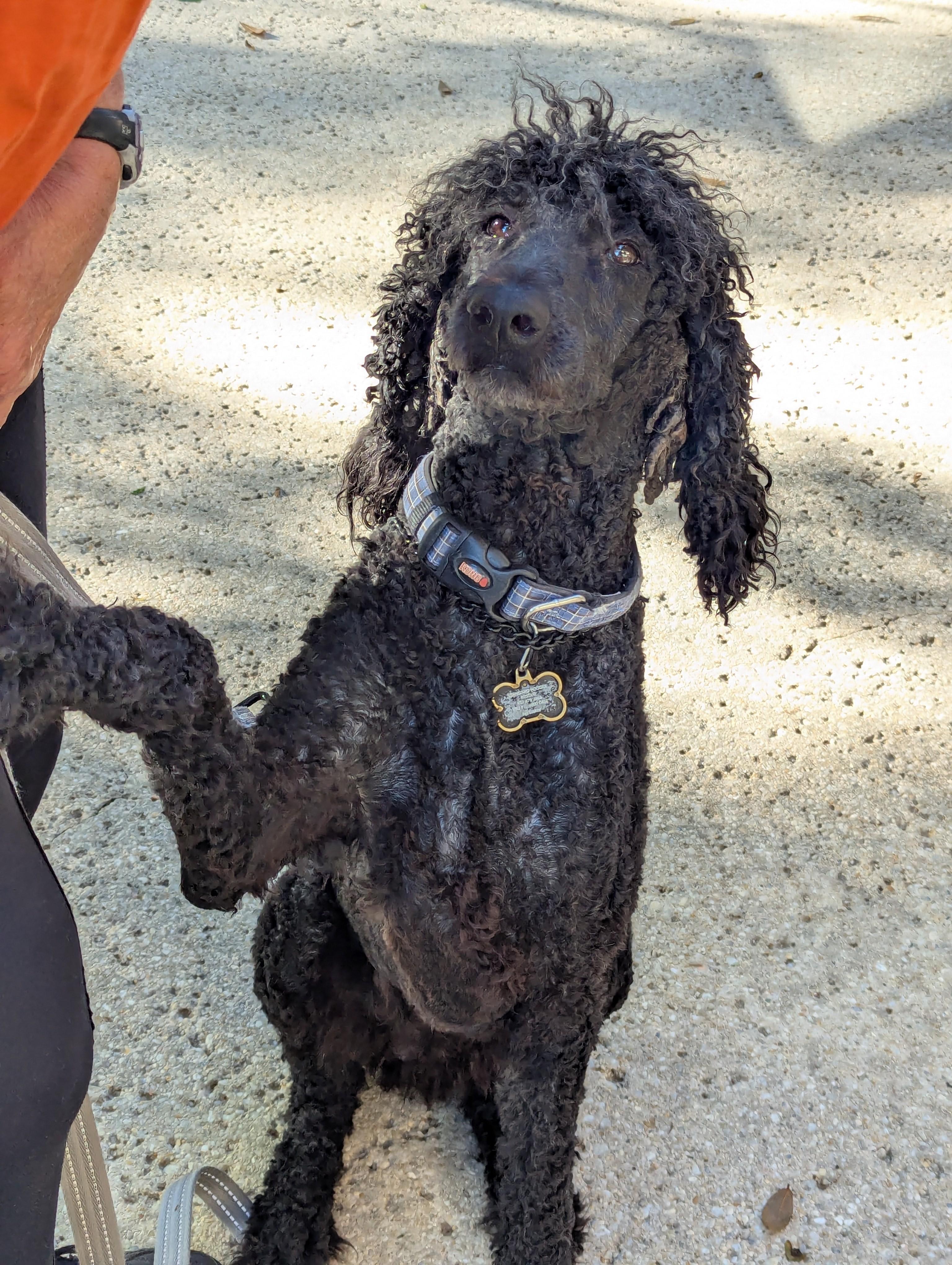 Enlarge Stormy, a ADOPTABLE Standard Poodle in Pensacola, FL image 3/3