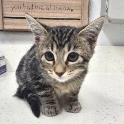 Poppi, Adoptable, Kitten Female Domestic Short Hair & Domestic Short Hair.