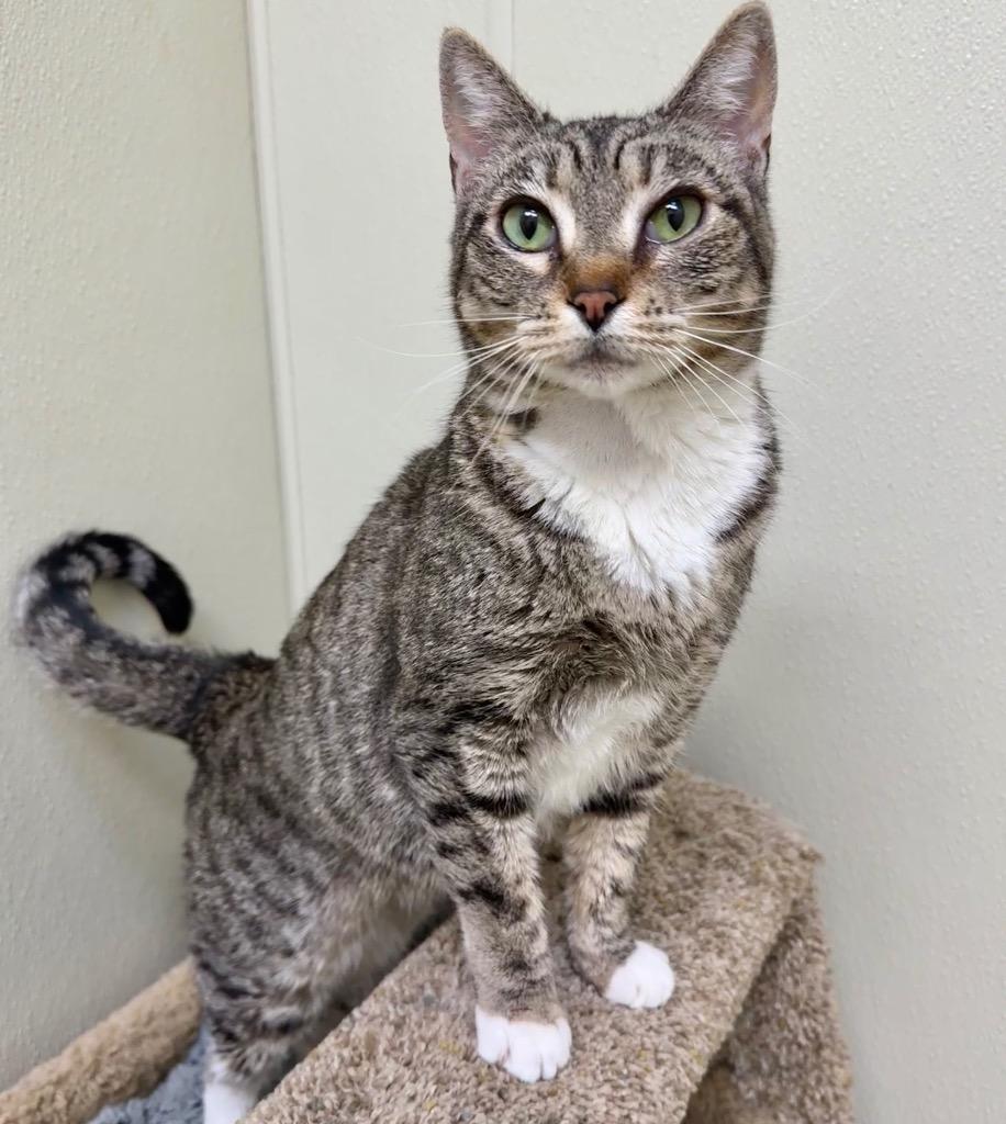 Lara, Adoptable, Senior Female Domestic Short Hair.