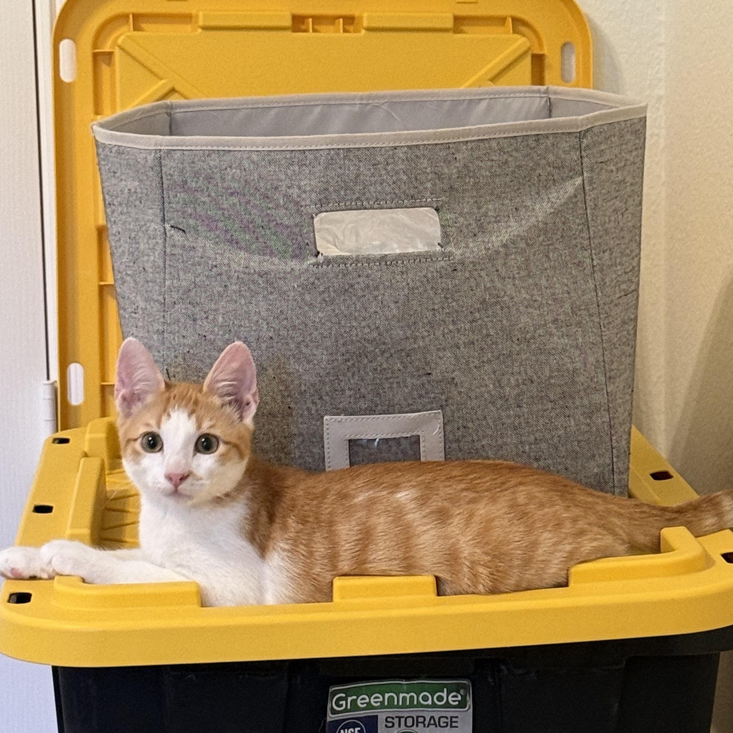 Enlarge Sully, a ADOPTABLE American Shorthair in Plano, TX image 4/5