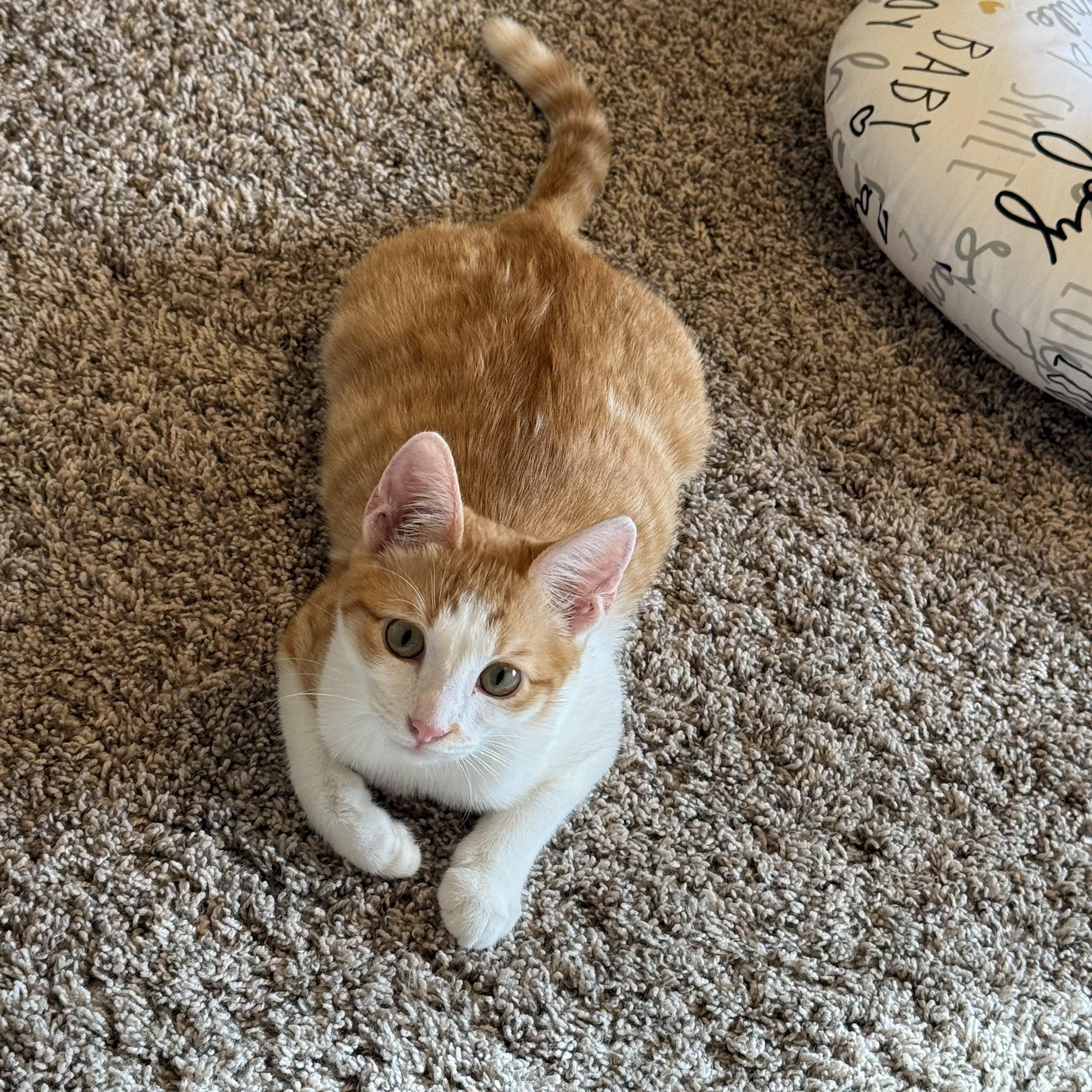 Enlarge Sully, a ADOPTABLE American Shorthair in Plano, TX image 2/5