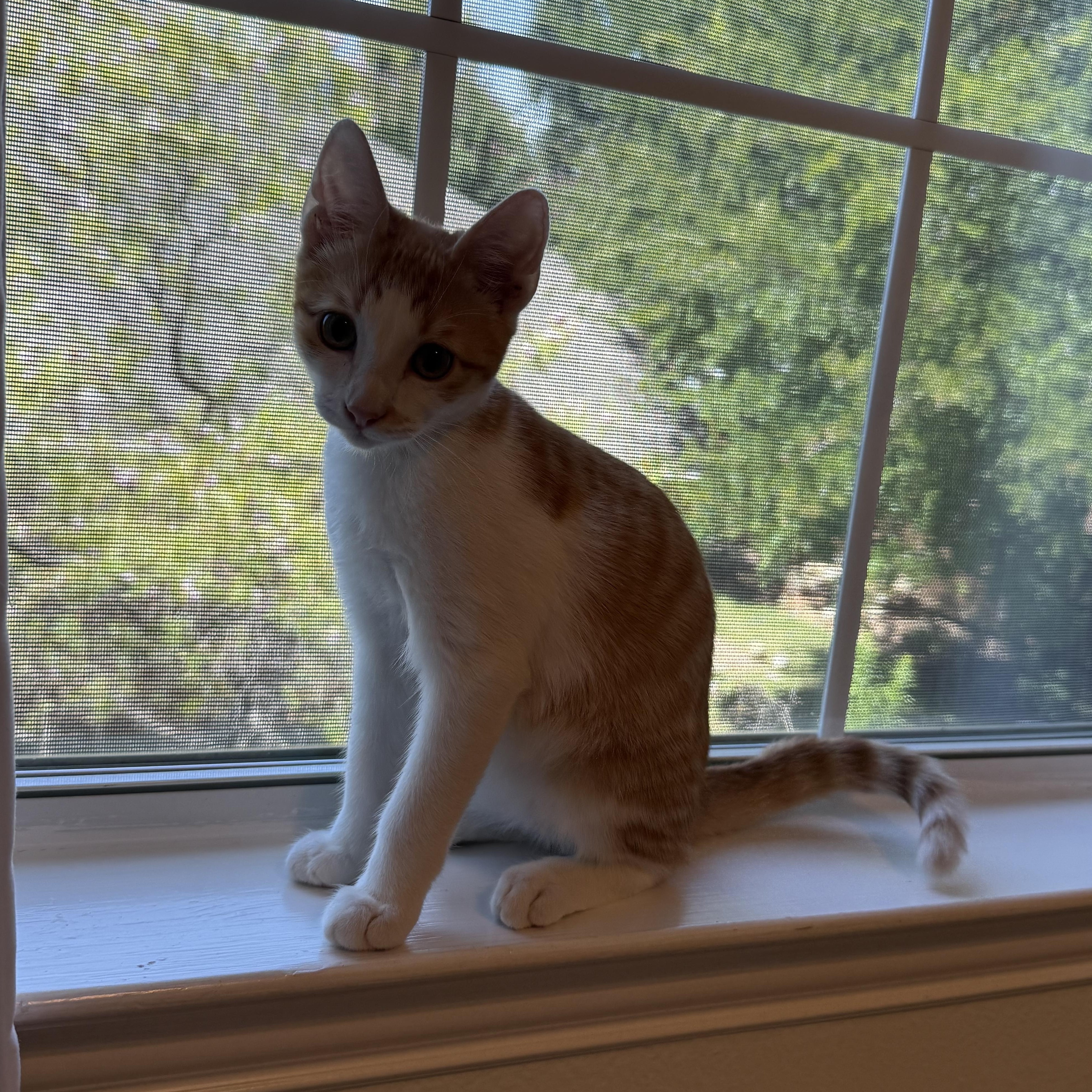 Enlarge Sully, a ADOPTABLE American Shorthair in Plano, TX image 5/5