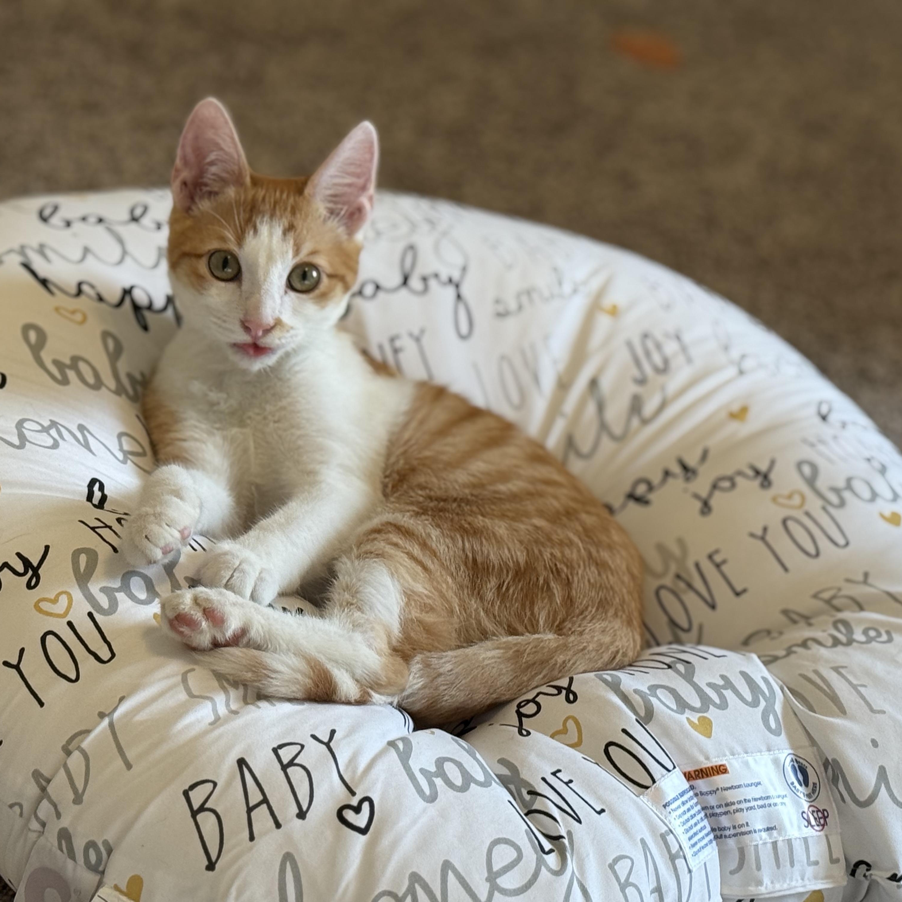 Sully, ADOPTABLE, Kitten Male American Shorthair.