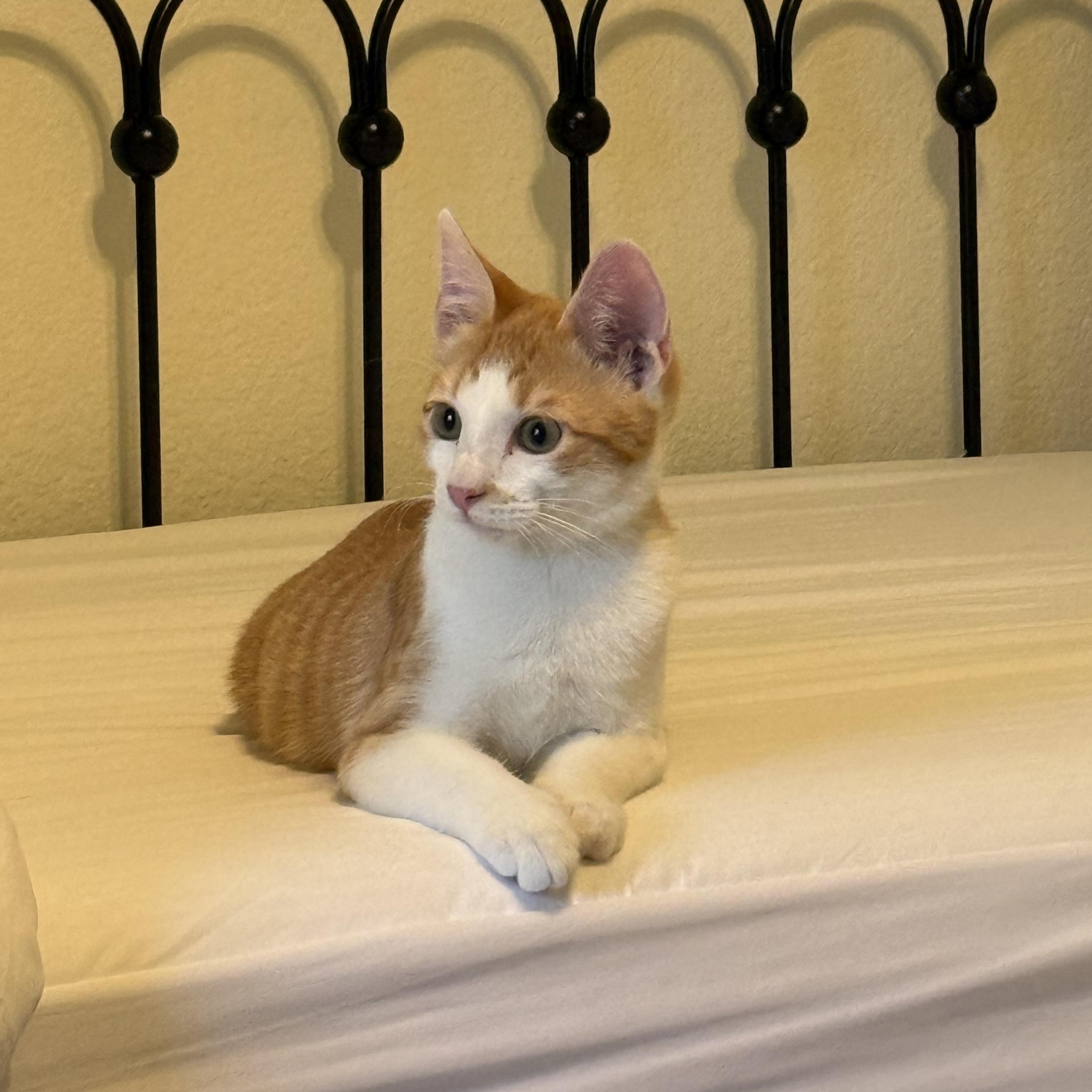 Enlarge Sully, a ADOPTABLE American Shorthair in Plano, TX image 3/5