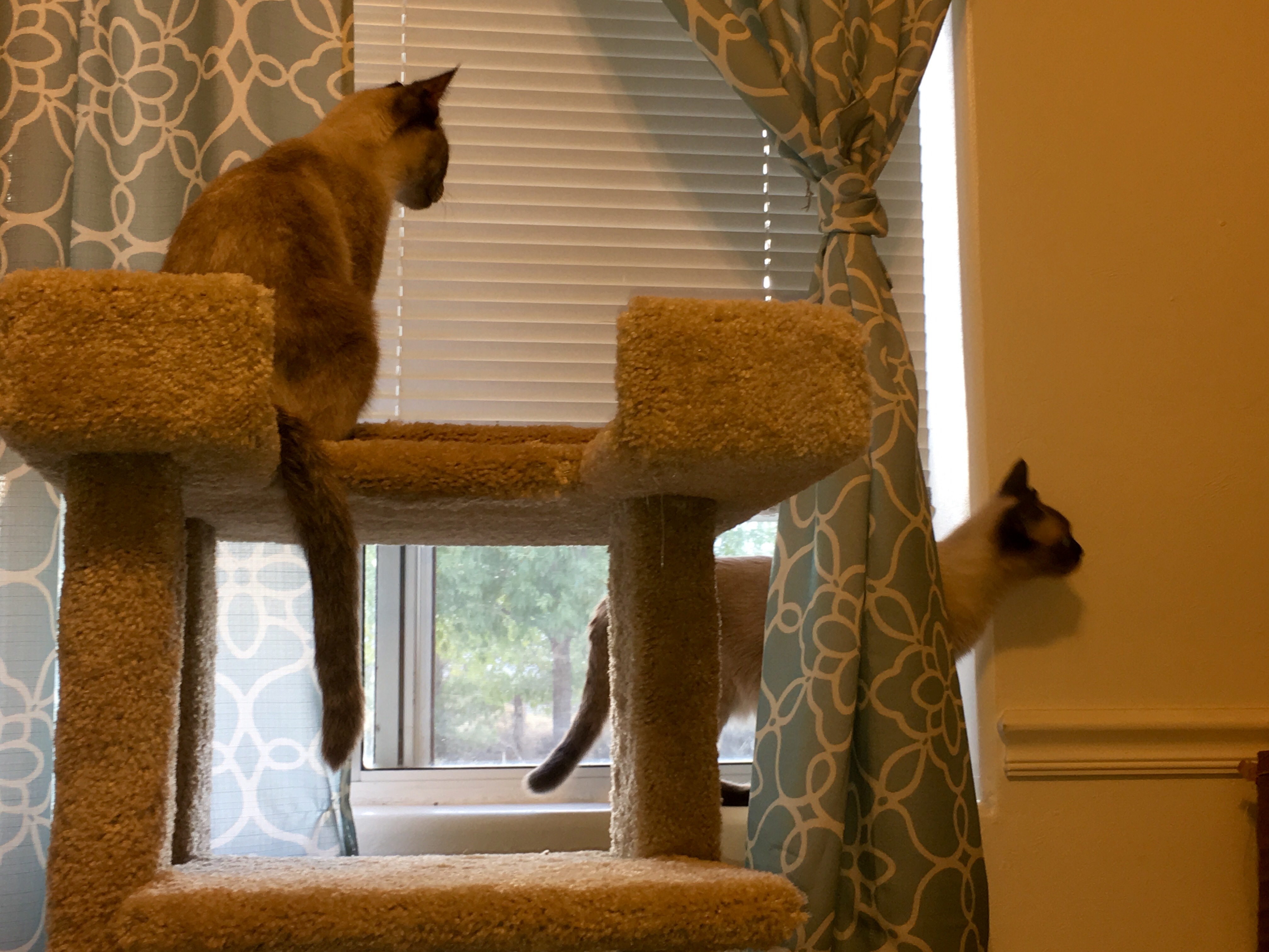 Sugar, a Adoptable Siamese image 1/6