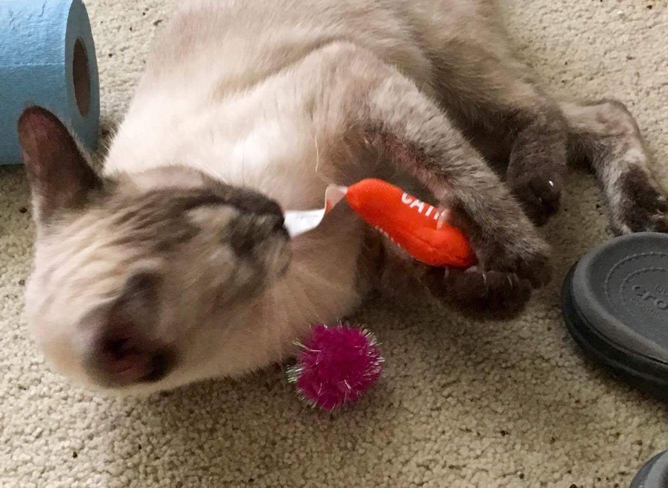 Sugar, a Adoptable Siamese image 2/6