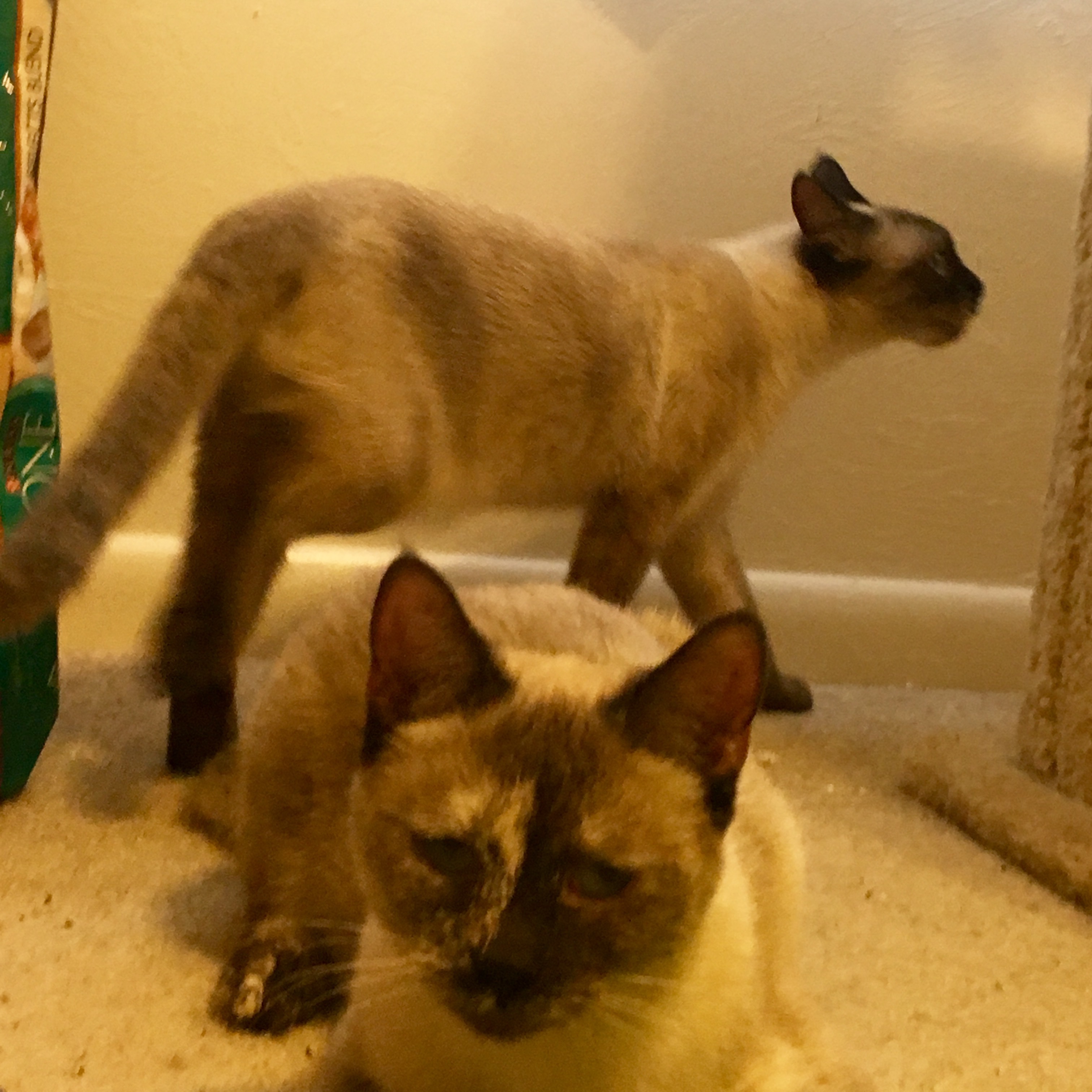 Sugar, a Adoptable Siamese image 3/6