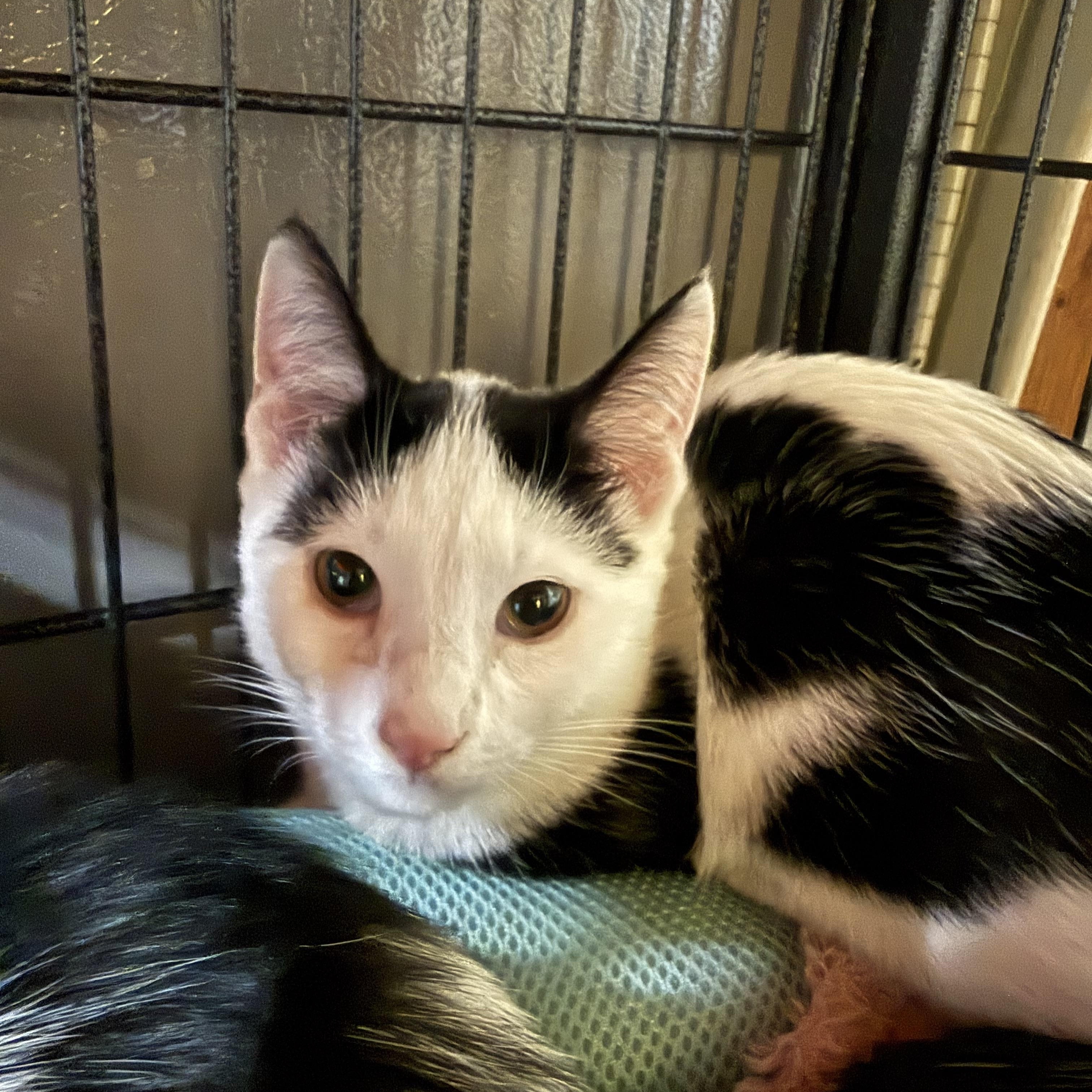 Koda, ADOPTABLE, Kitten Male Domestic Short Hair.