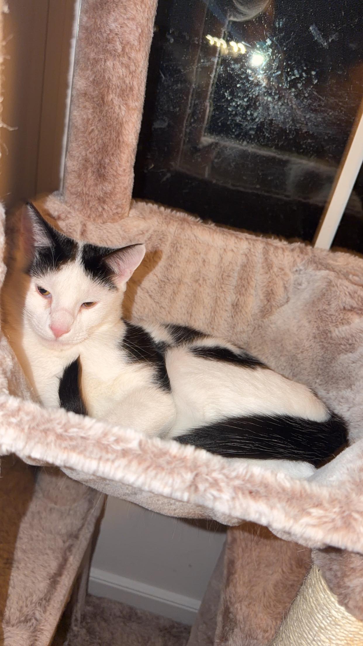 Enlarge Koda, a Adoptable Domestic Short Hair in North Chesterfield, VA image 2/3