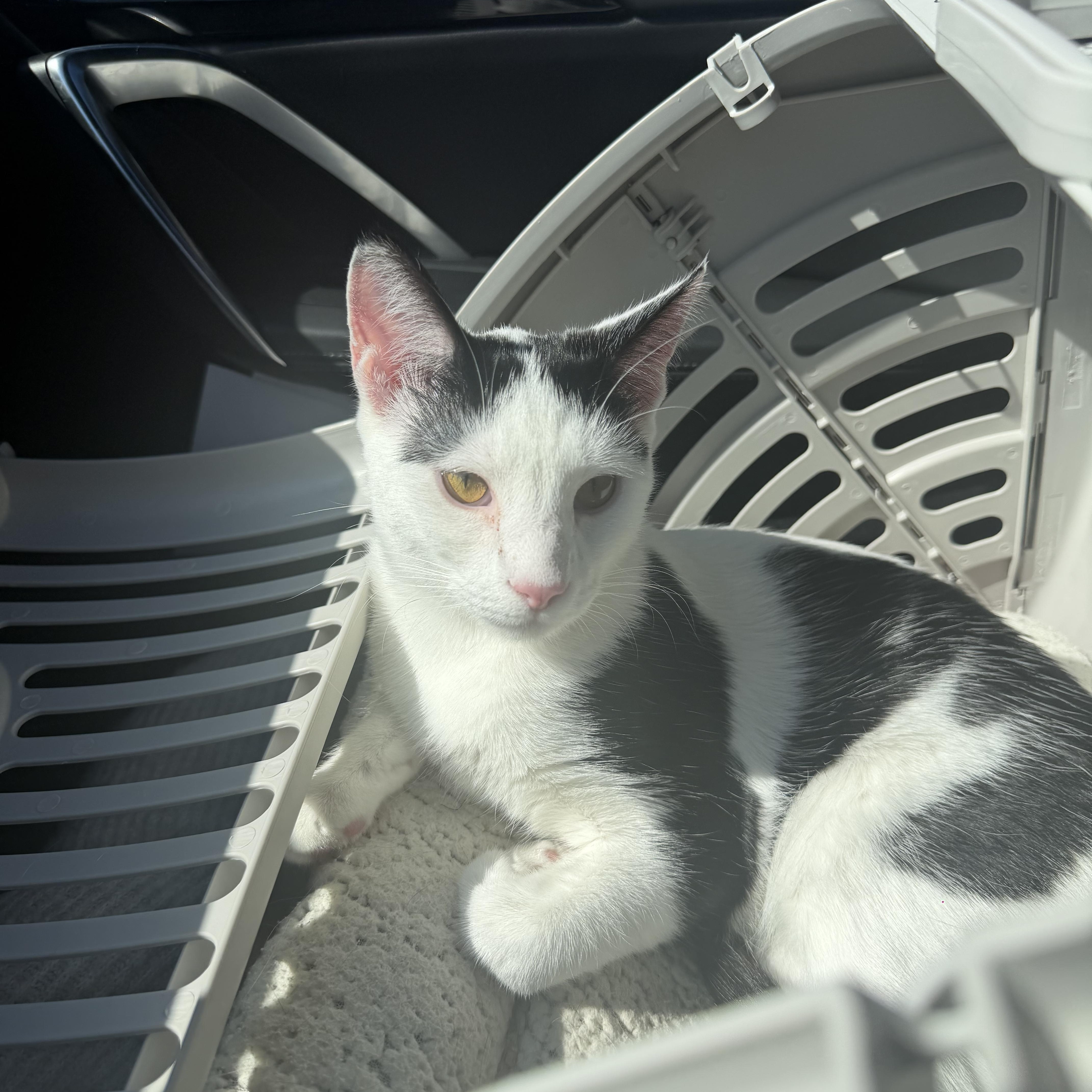Enlarge Koda, a Adoptable Domestic Short Hair in North Chesterfield, VA image 3/3