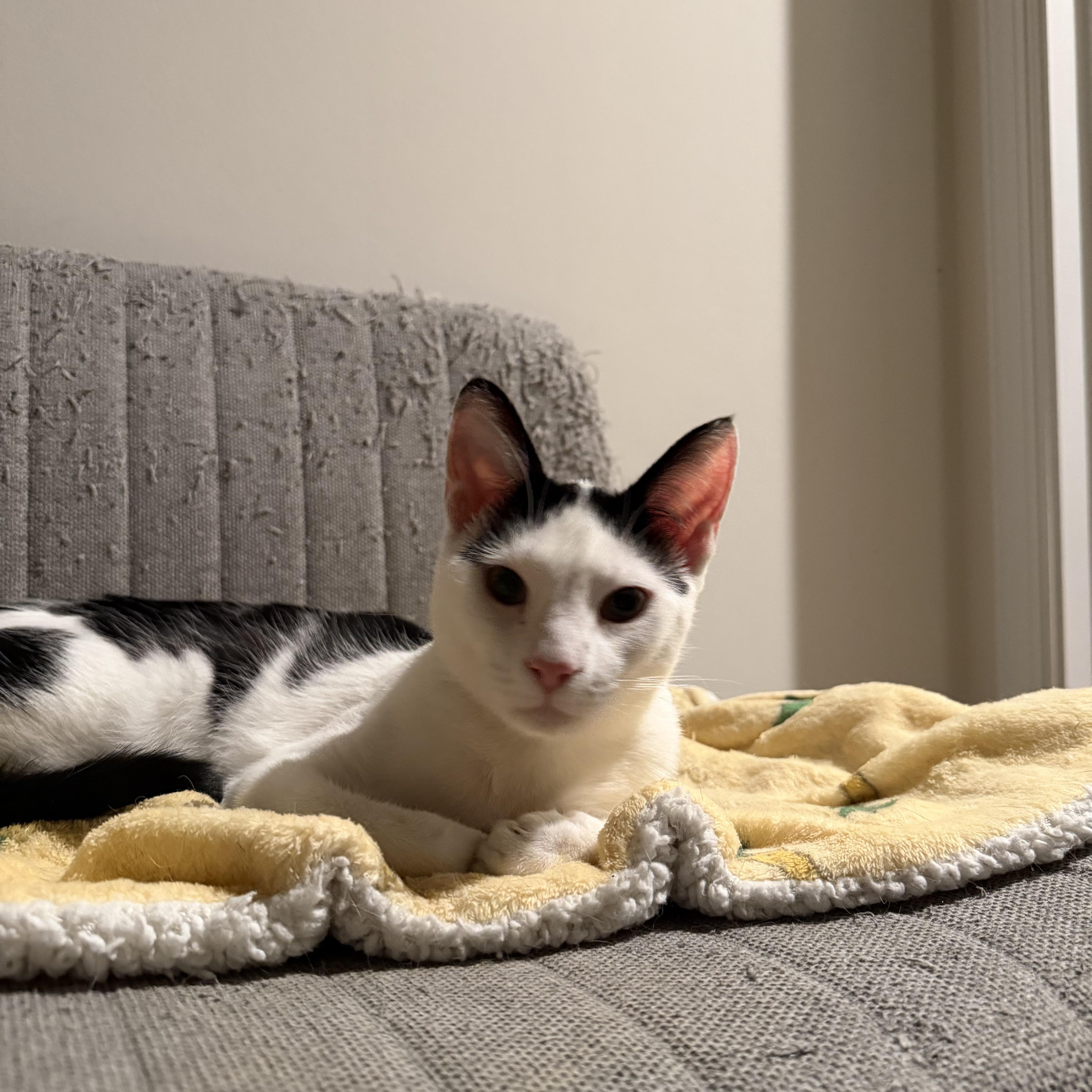 Koda, Adoptable, Kitten Male Domestic Short Hair.