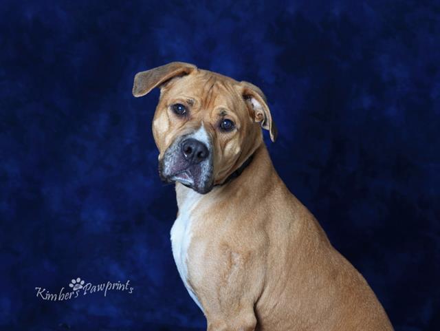 Enlarge THEODORE, a Adoptable mixed breed in Omaha, NE image 1/2