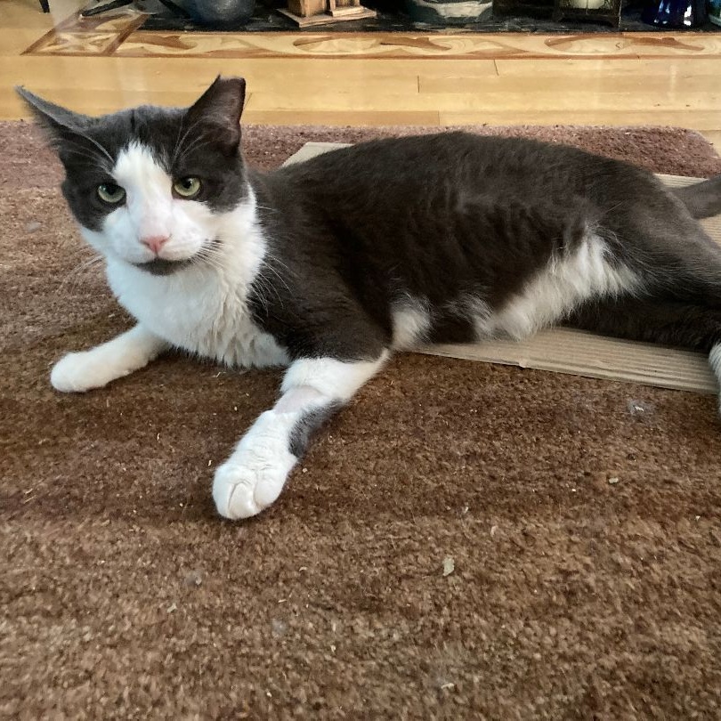 Enlarge Grover, a Adoptable Domestic Short Hair in Colts Neck, NJ image 4/6