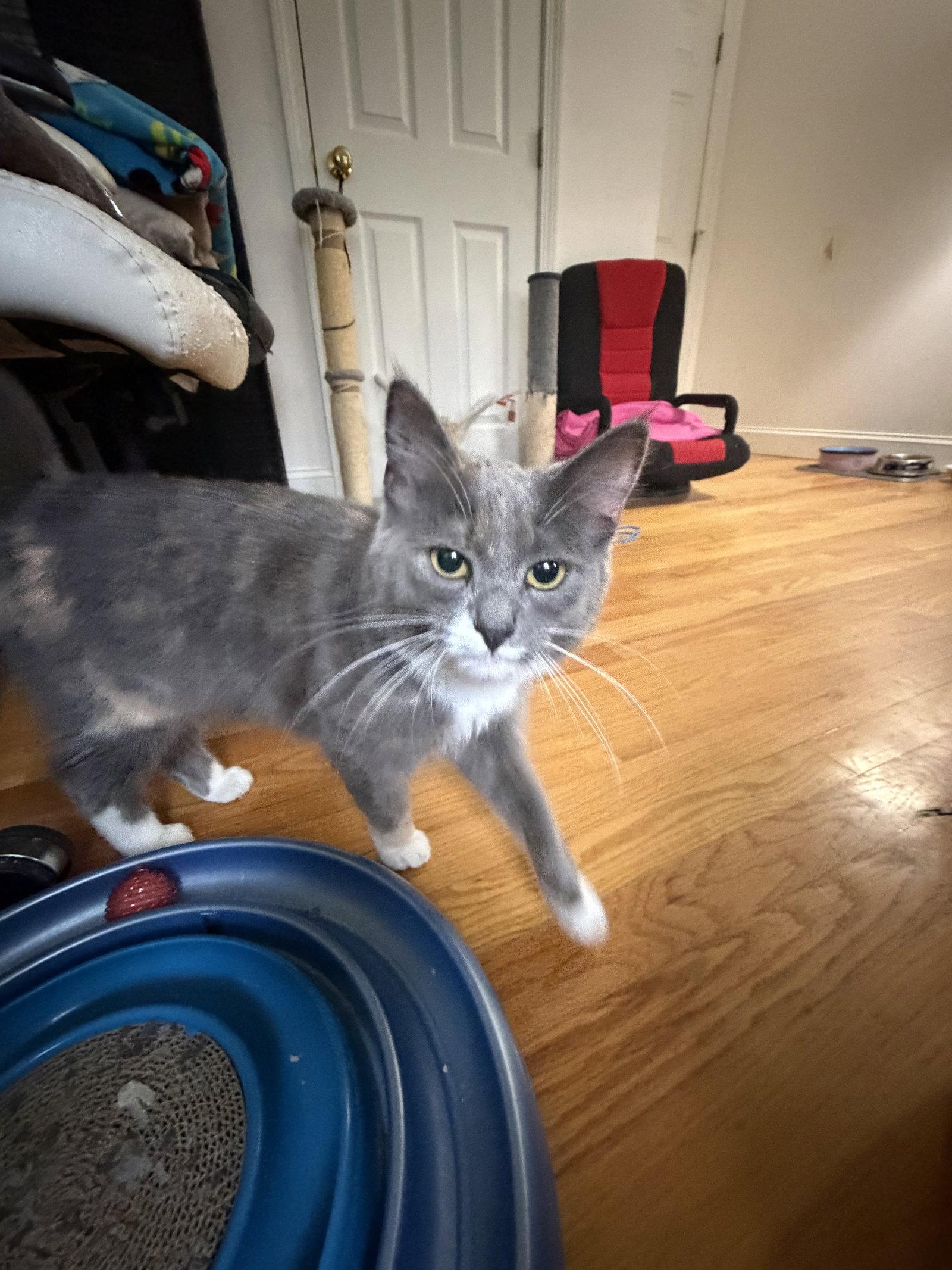 Enlarge Lyla, a Adoptable Domestic Long Hair in East Derry, NH image 2/3