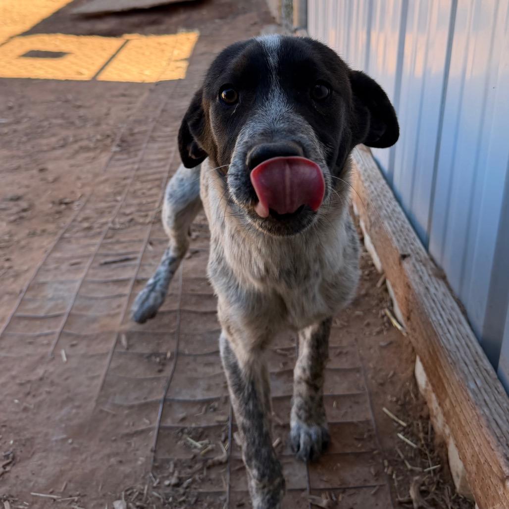 Aberdeen, Adoptable, Young Female Cattle Dog & Mixed Breed.