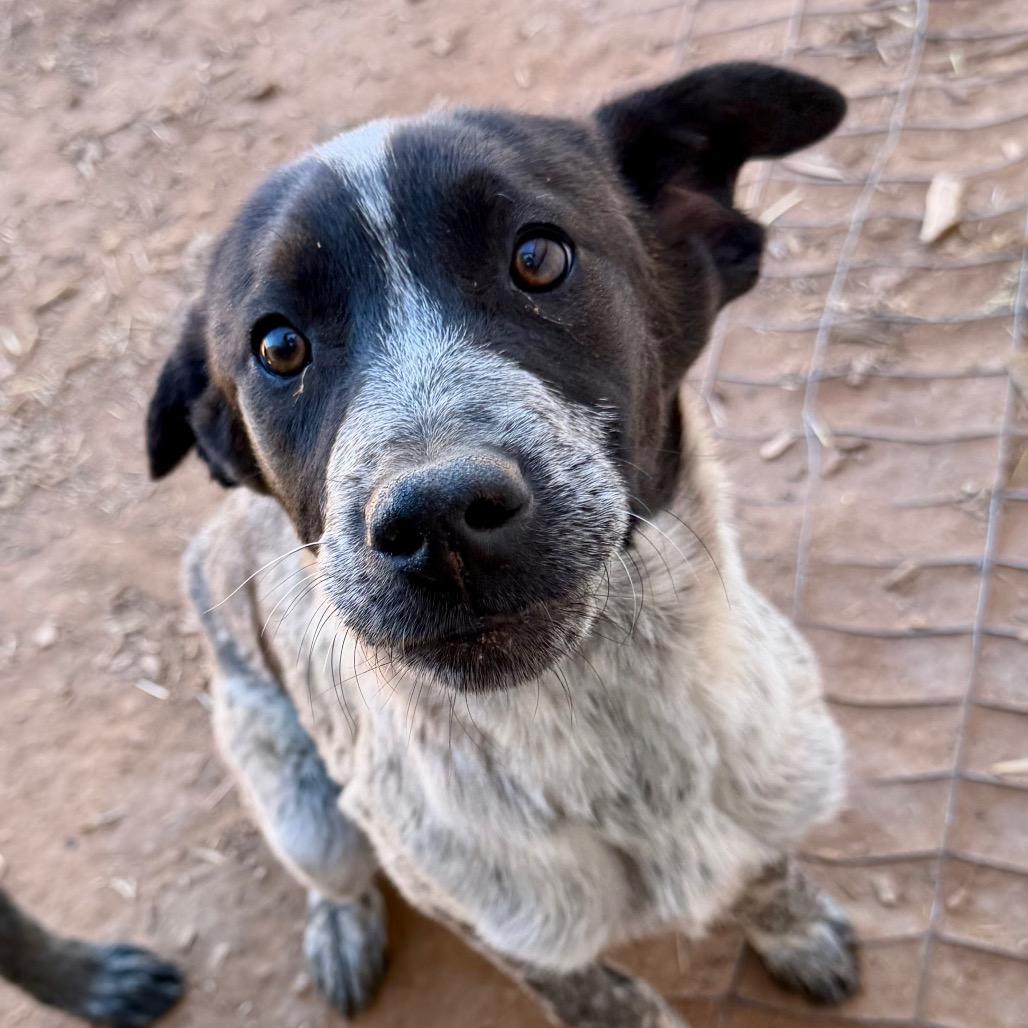 Enlarge Aberdeen, a Adoptable mixed breed in Moab, UT image 2/6