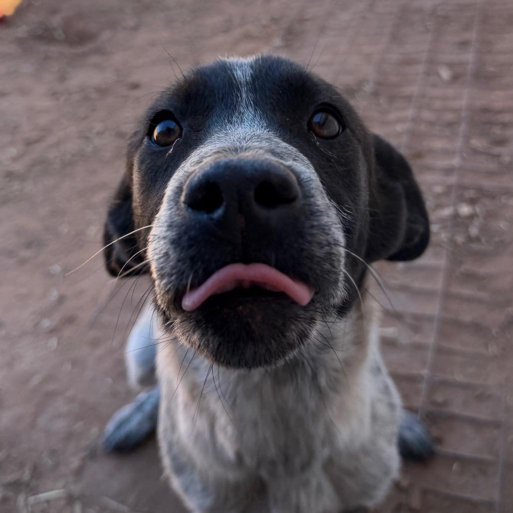 Enlarge Aberdeen, a Adoptable mixed breed in Moab, UT image 3/6