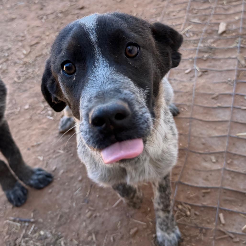 Enlarge Aberdeen, a Adoptable mixed breed in Moab, UT image 4/6