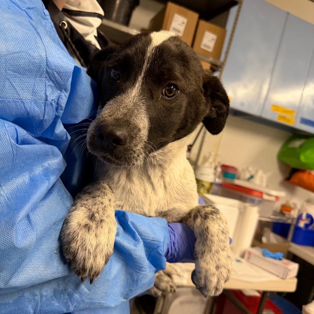 Enlarge Aberdeen, a Adoptable mixed breed in Moab, UT image 5/6